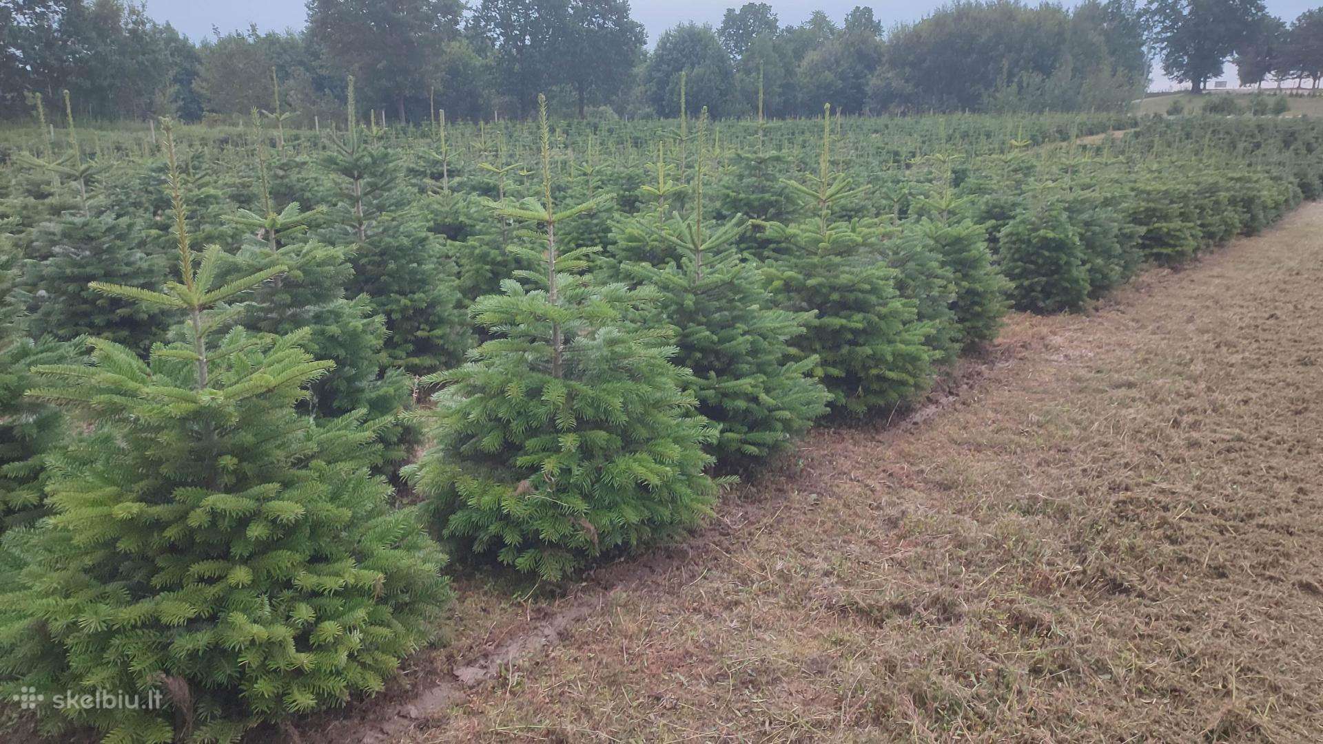 Kalėdinės eglutės Kėniai Kėnis kaukazinis 150