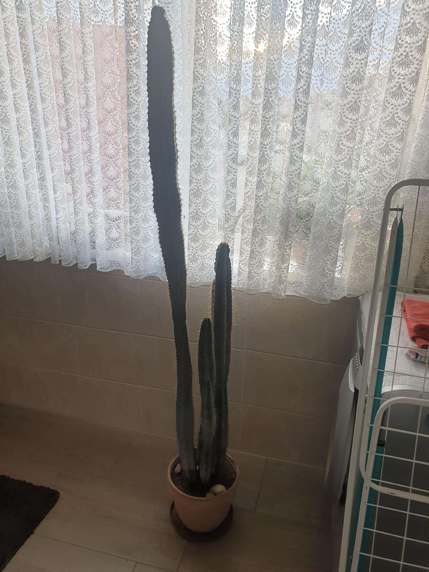 Kaktusas 160 cm, 30 metų