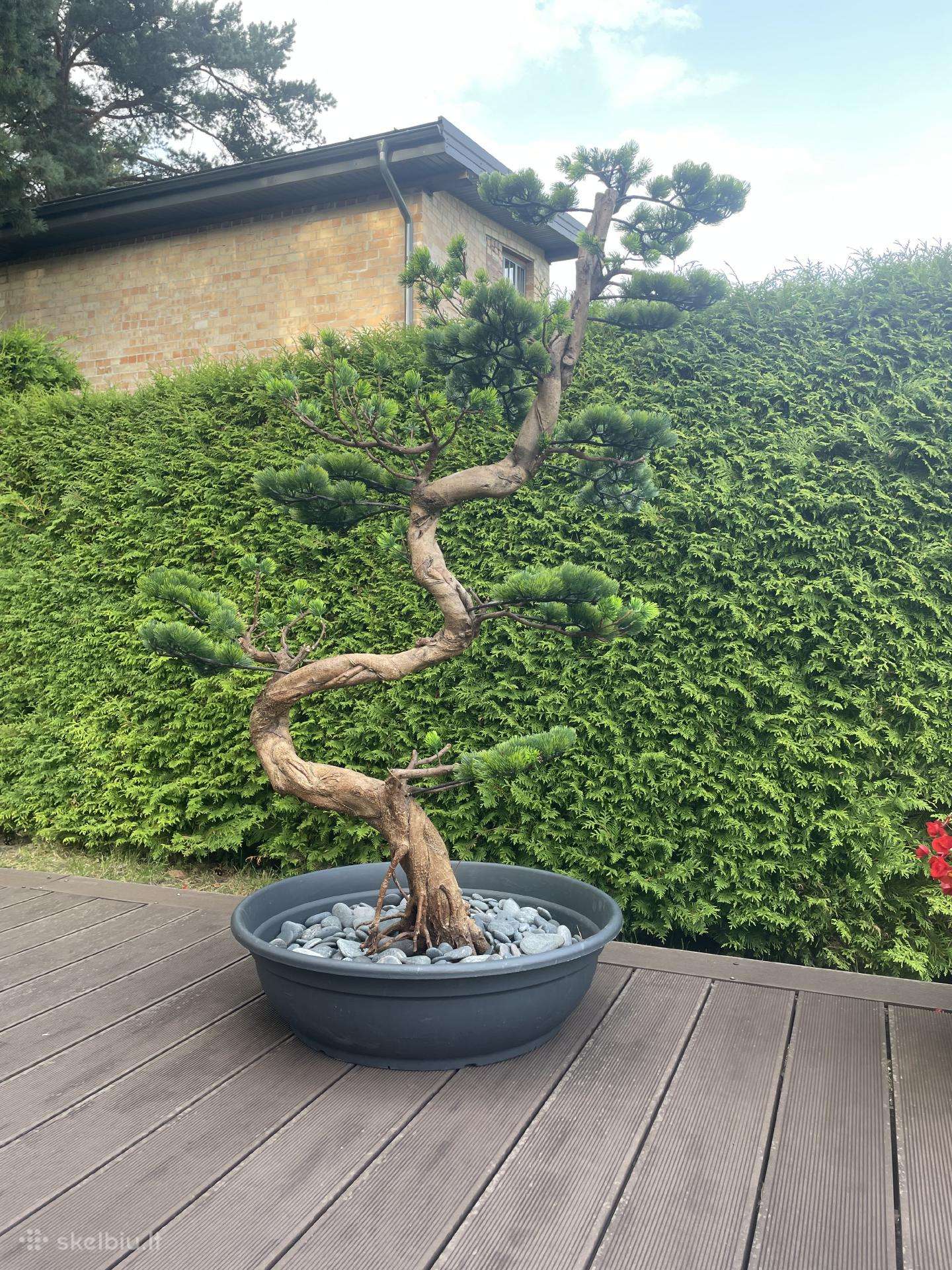 Dirbtinisbonsai