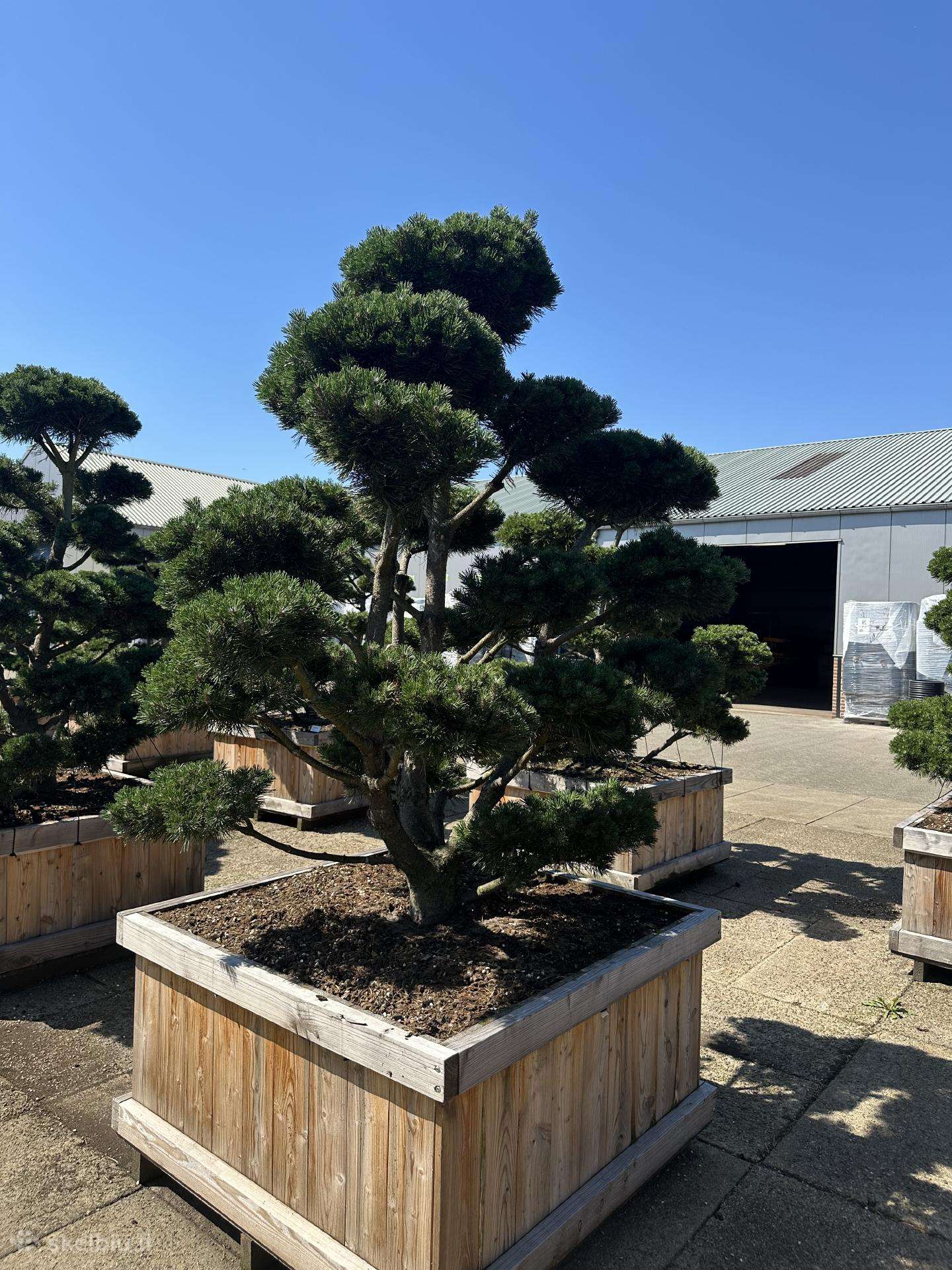 Formuotospušysbonsai