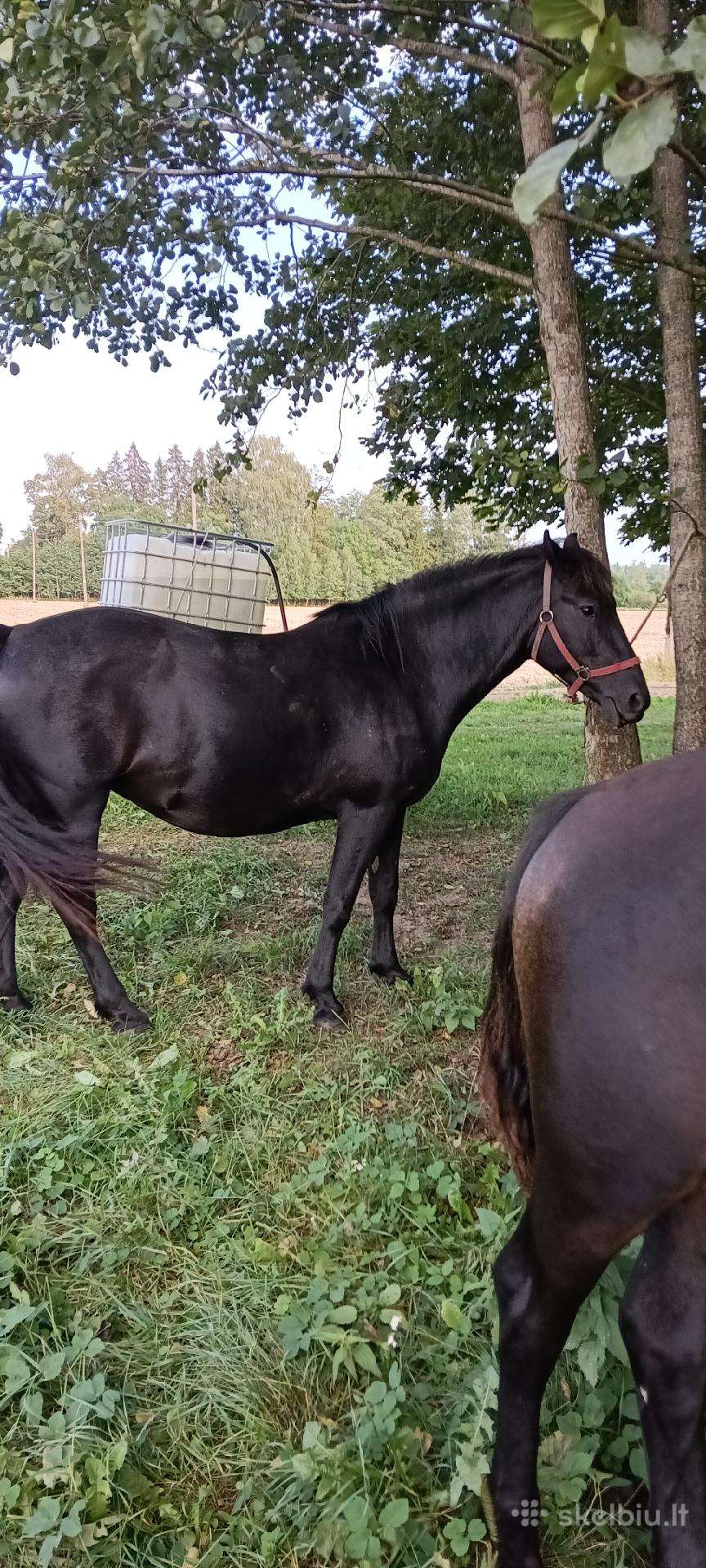 Parduodu grynaveislė stmbinta žemaitukė