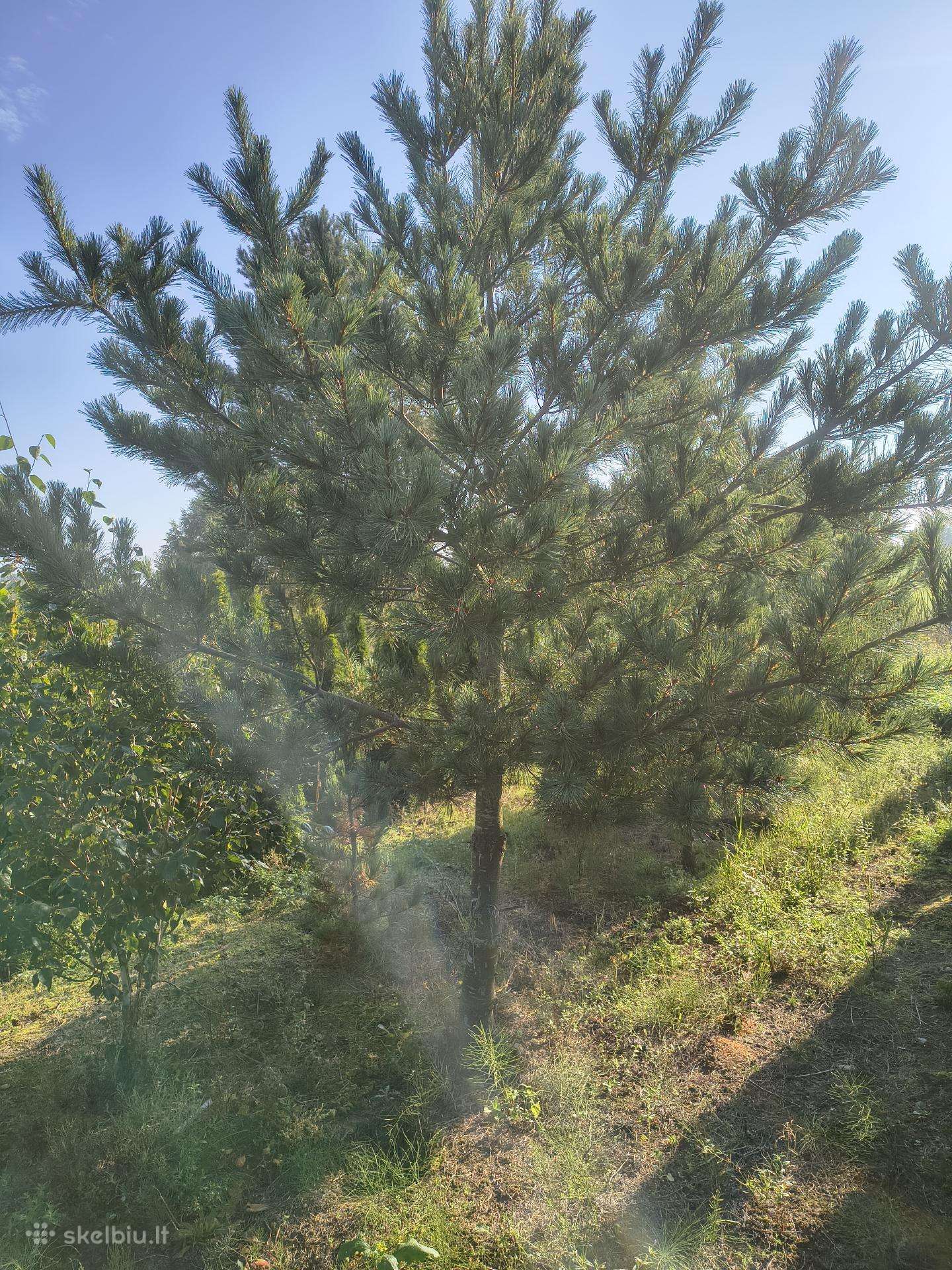 Parduodu kinines pušis ( Pinus Armando).