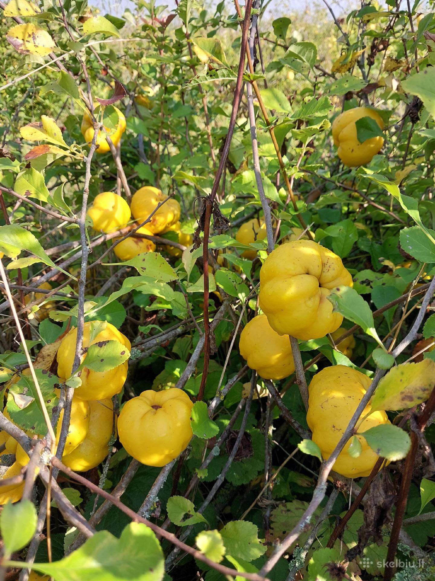 Parduodami svarainiai