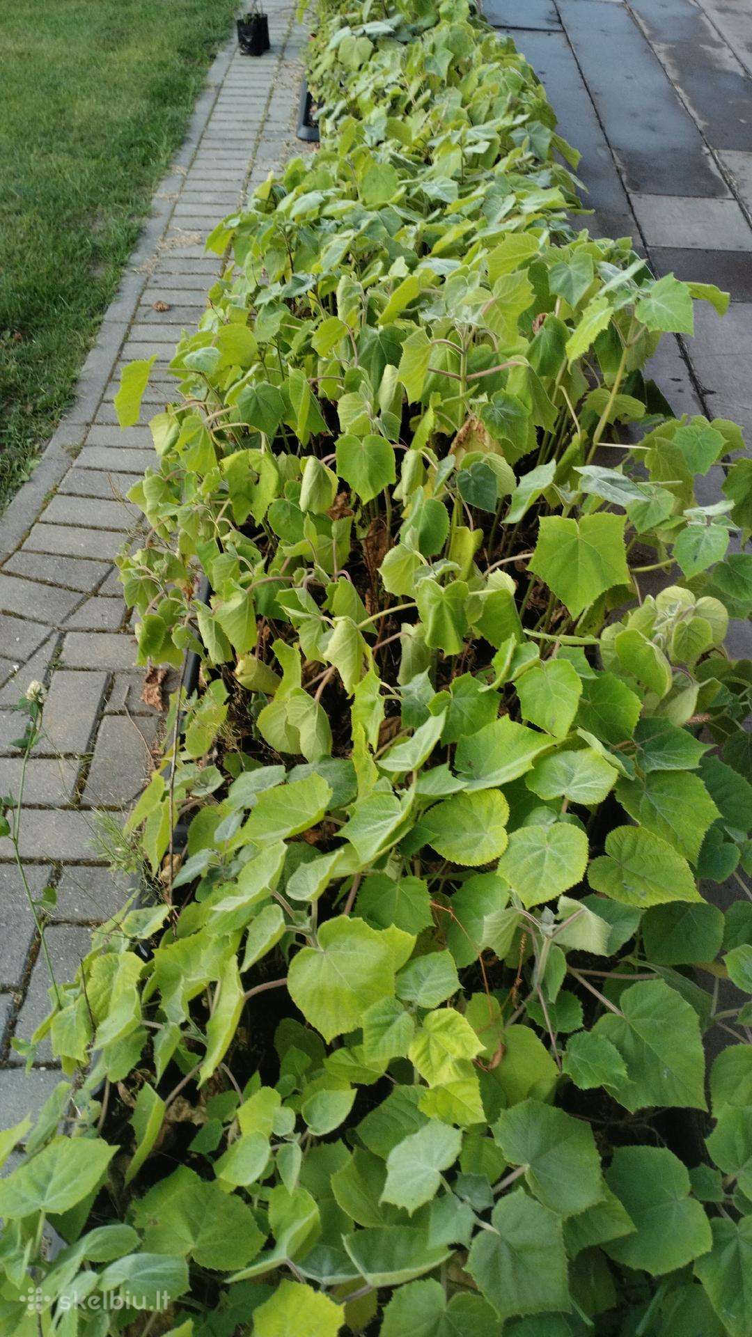 Paulovnija (Paulownia Pao Tong Z07) sodinukai