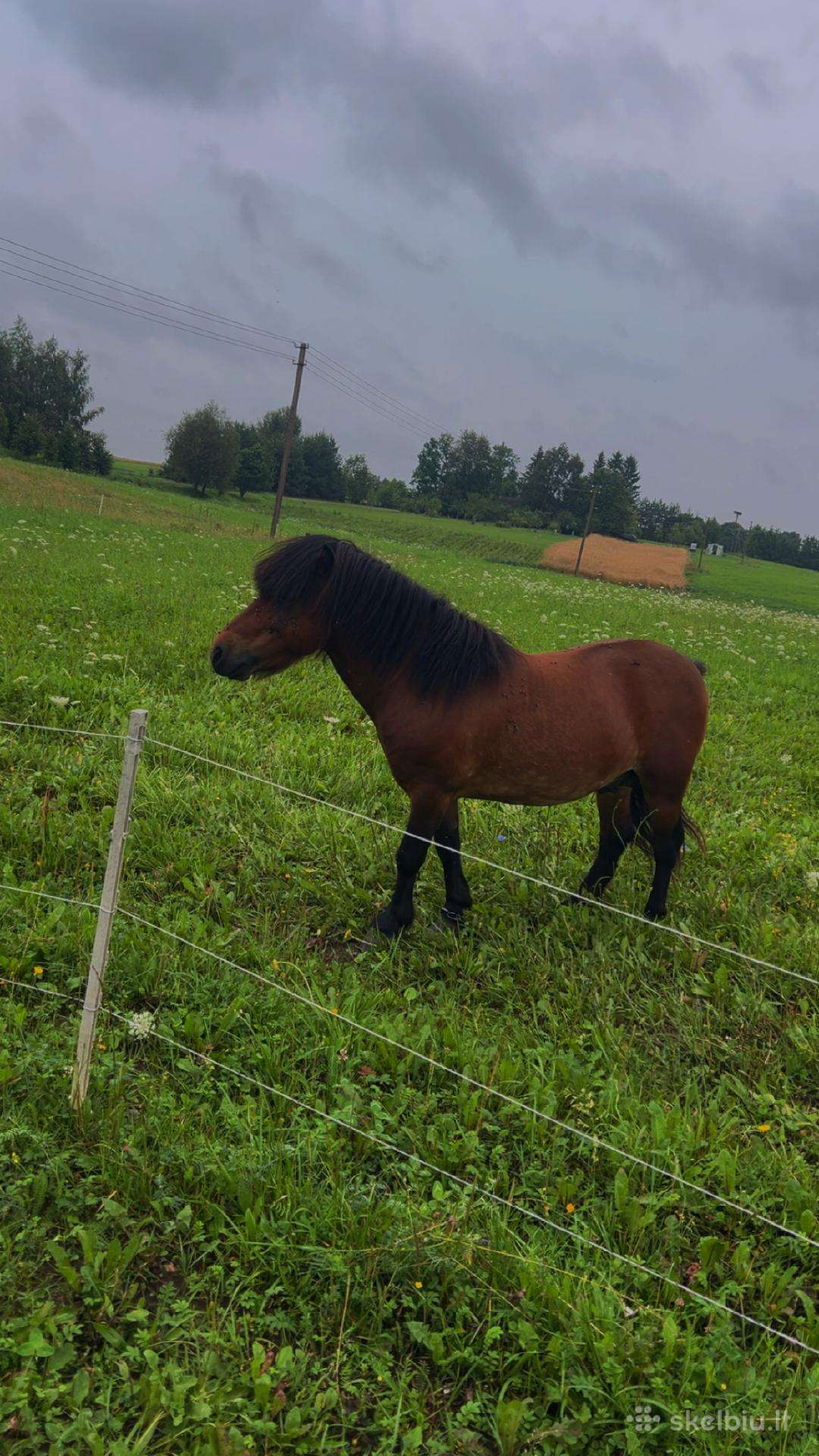 Ponis
