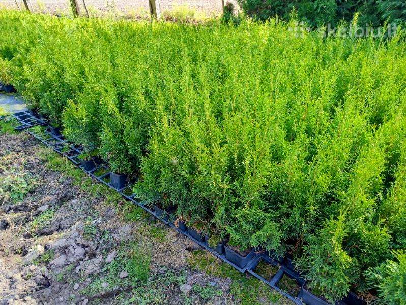 Thuja Smaragd - p9 vazonas - 0,80 € - iki 60 cm