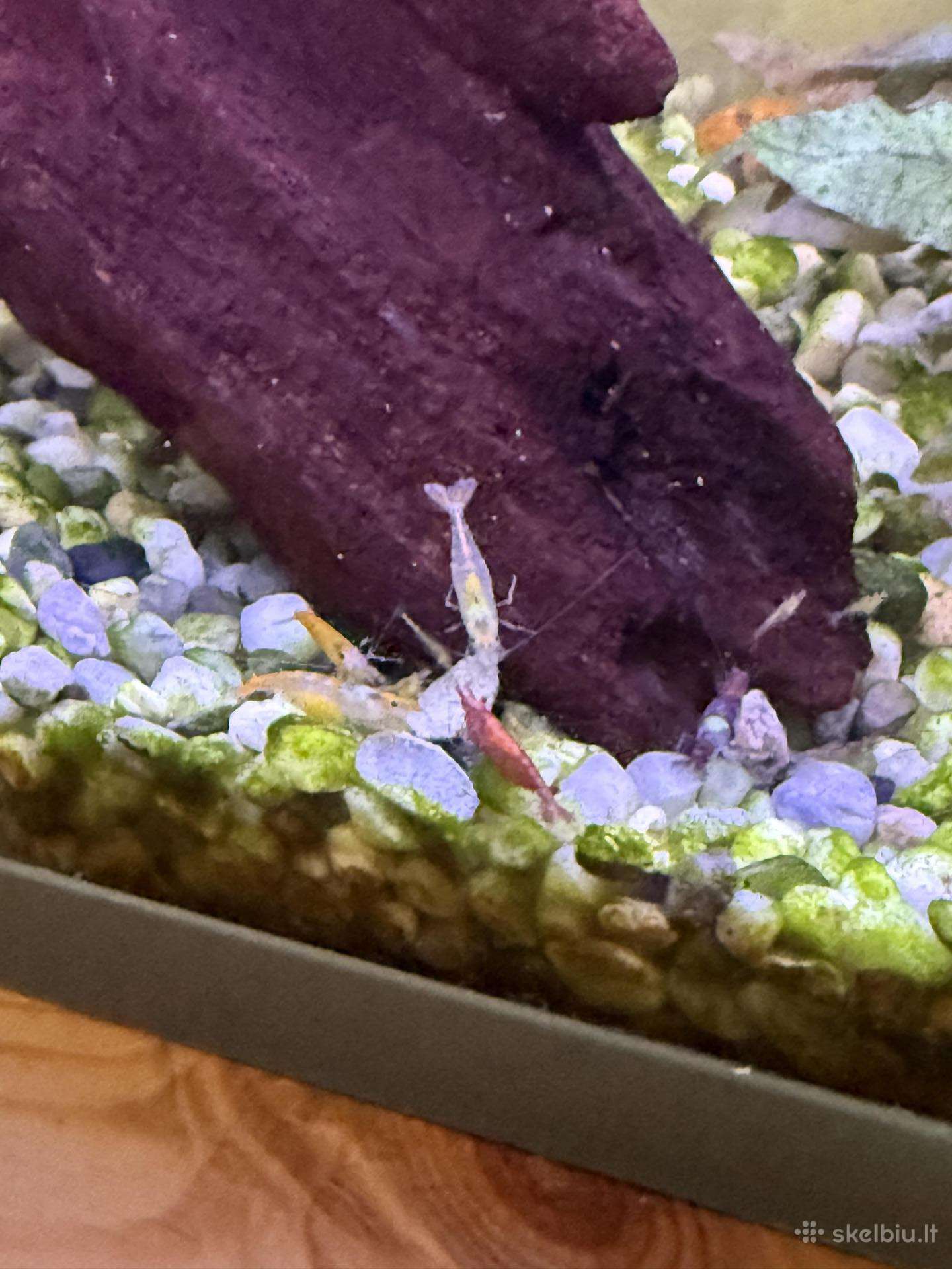 Akvariumo krevetės