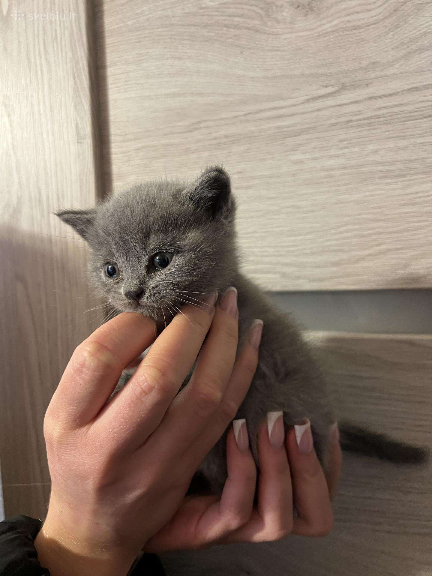 Škotukas – mielas pūkuotas draugas ieško namų!