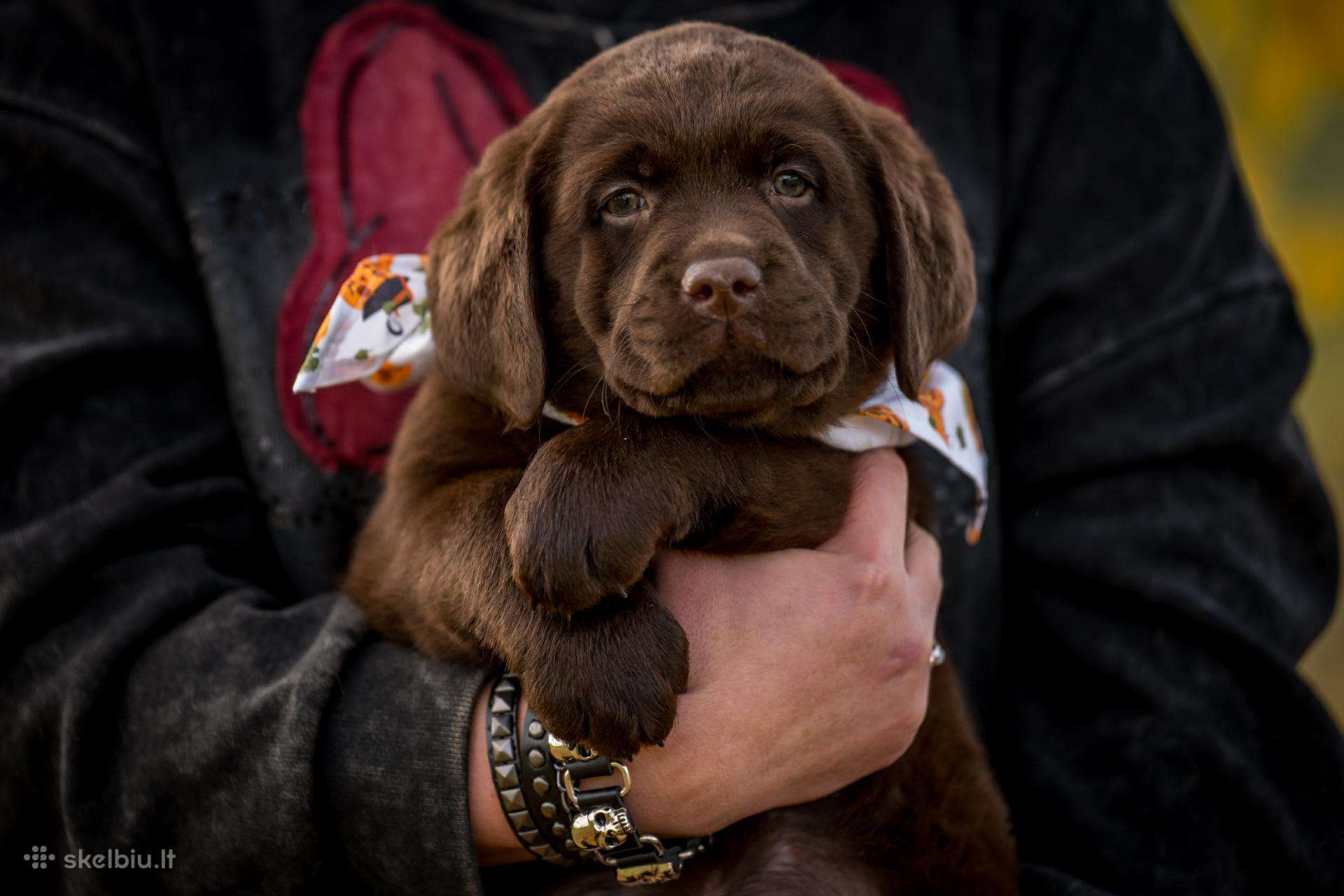 Labradoro Retriveriai Šokoladinės spalvos