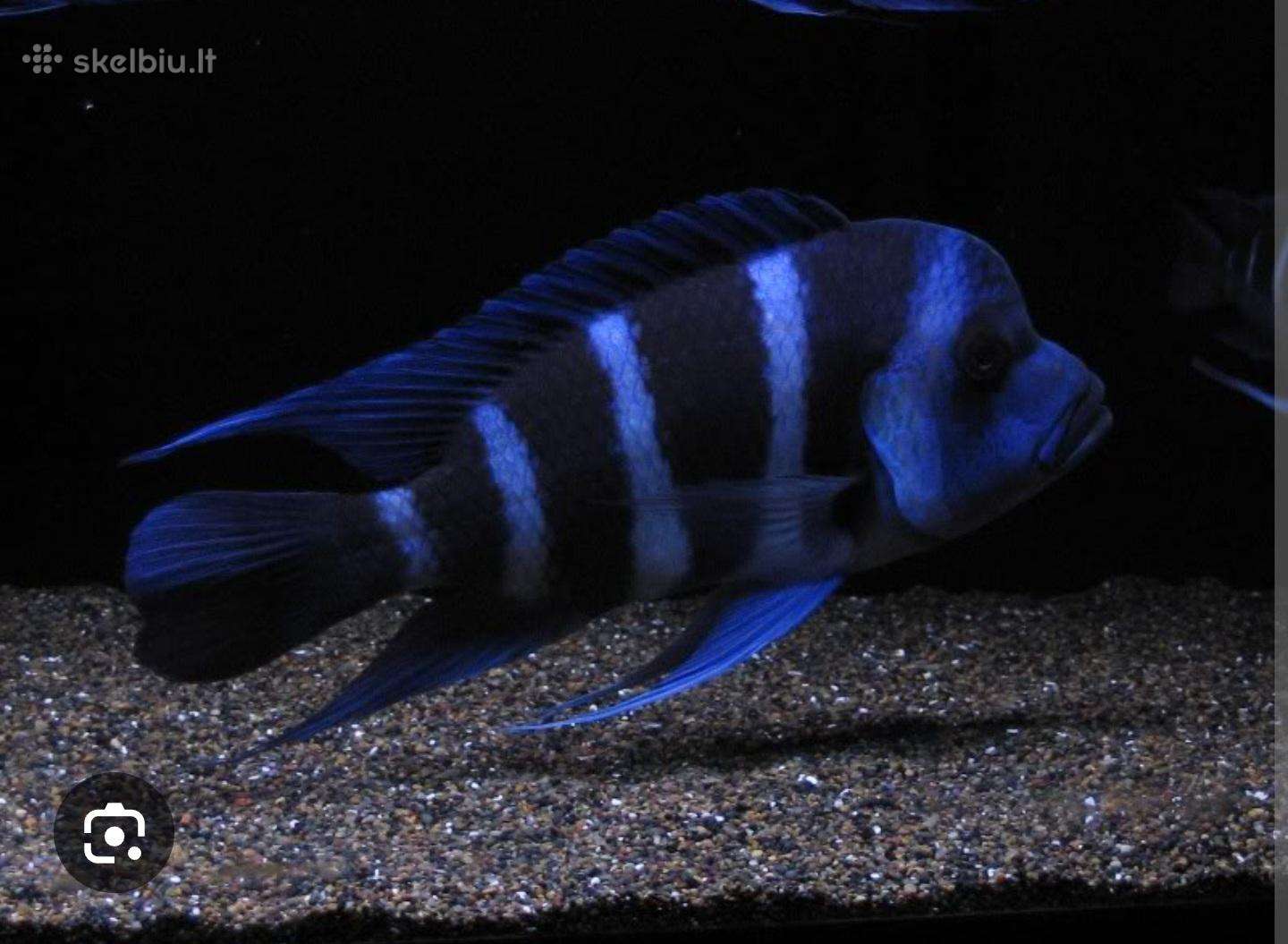 Ieskau frontoza blue zaira pateliu