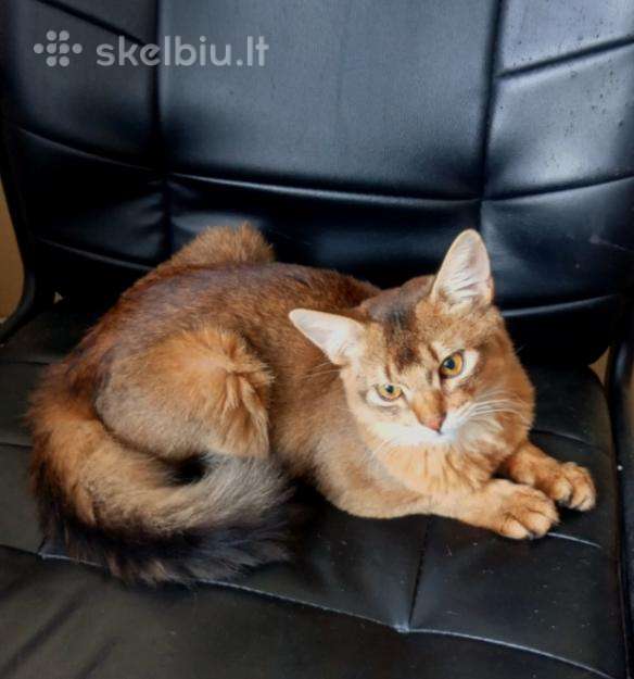 Somalio kačiukai