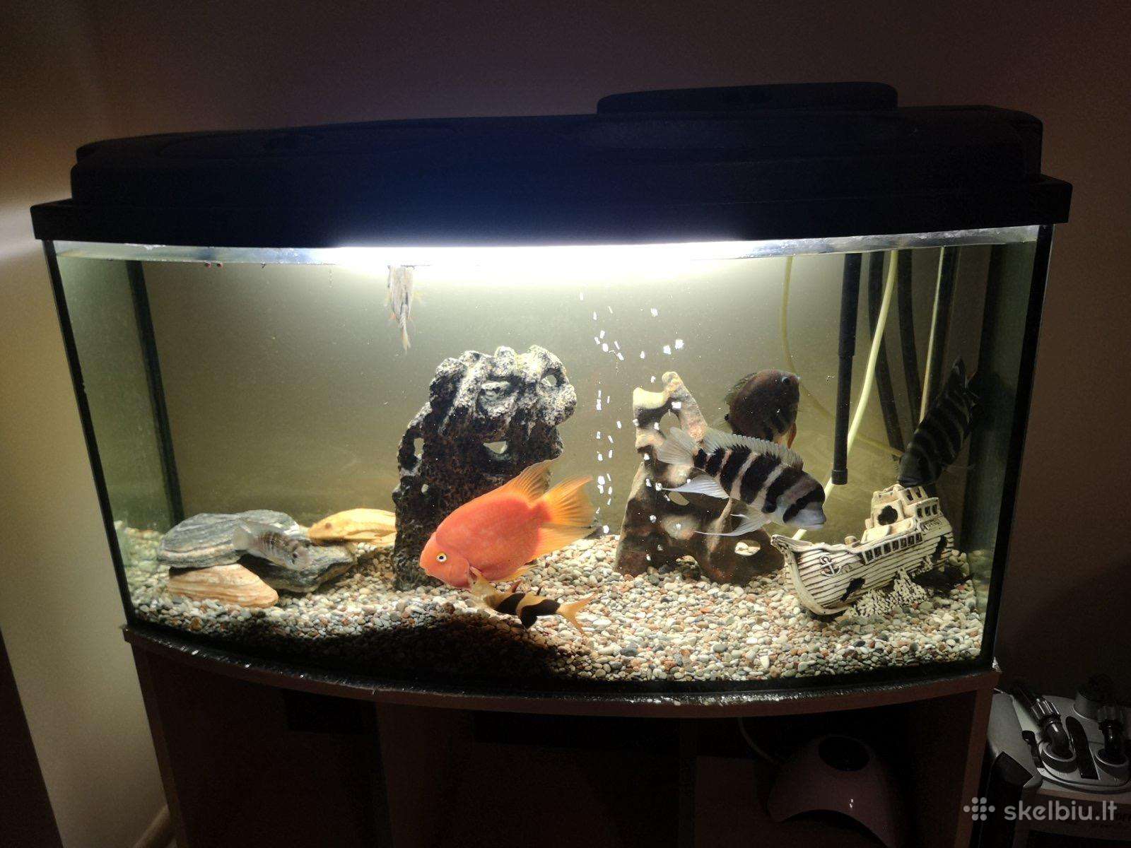 Akvariumas su žuvimis 180l