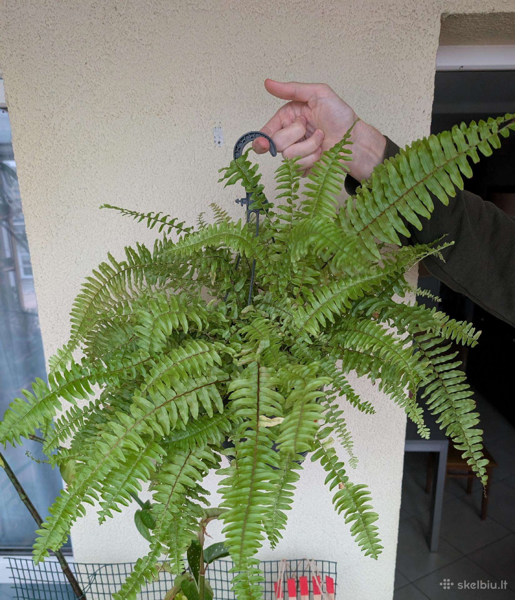Papartis