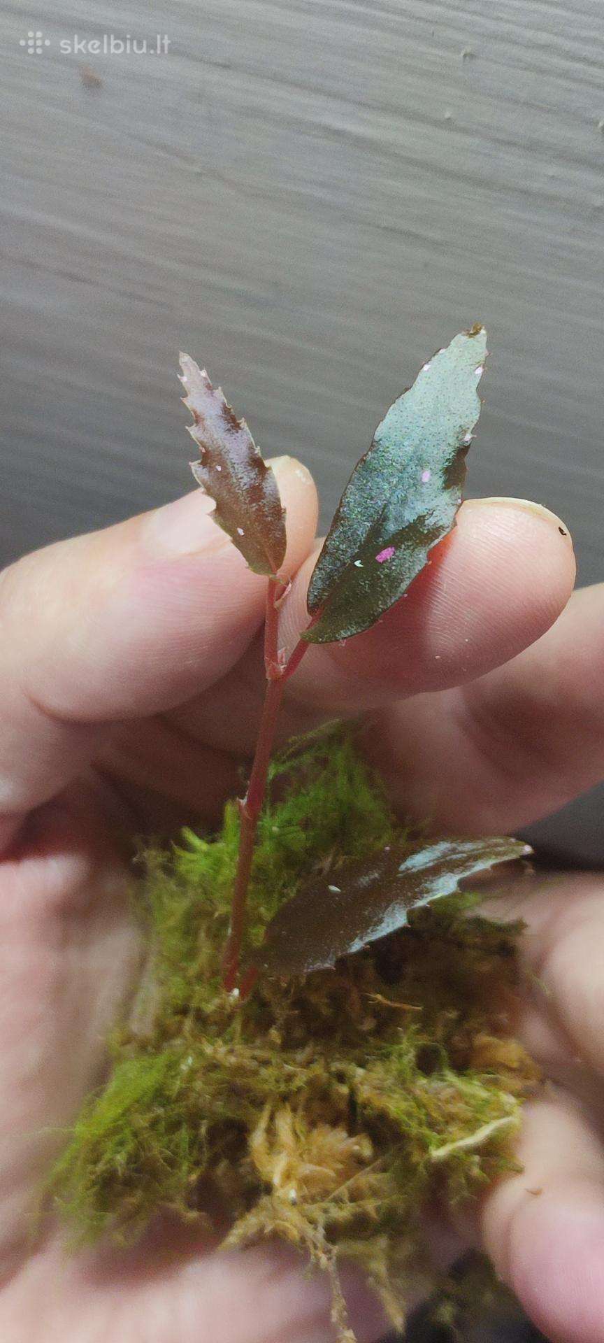 Begonia julau berods type 2 retoka augalas