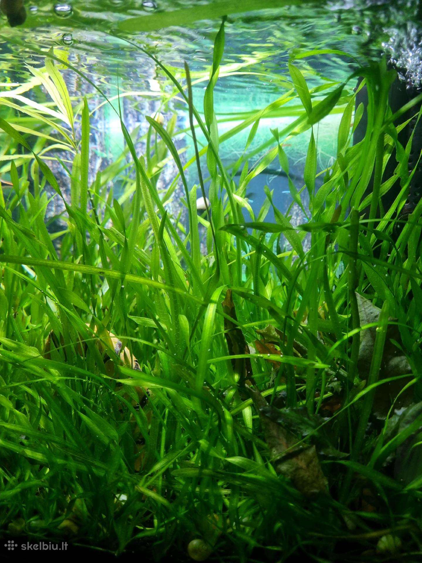 Dovanojami akvariumo augalai