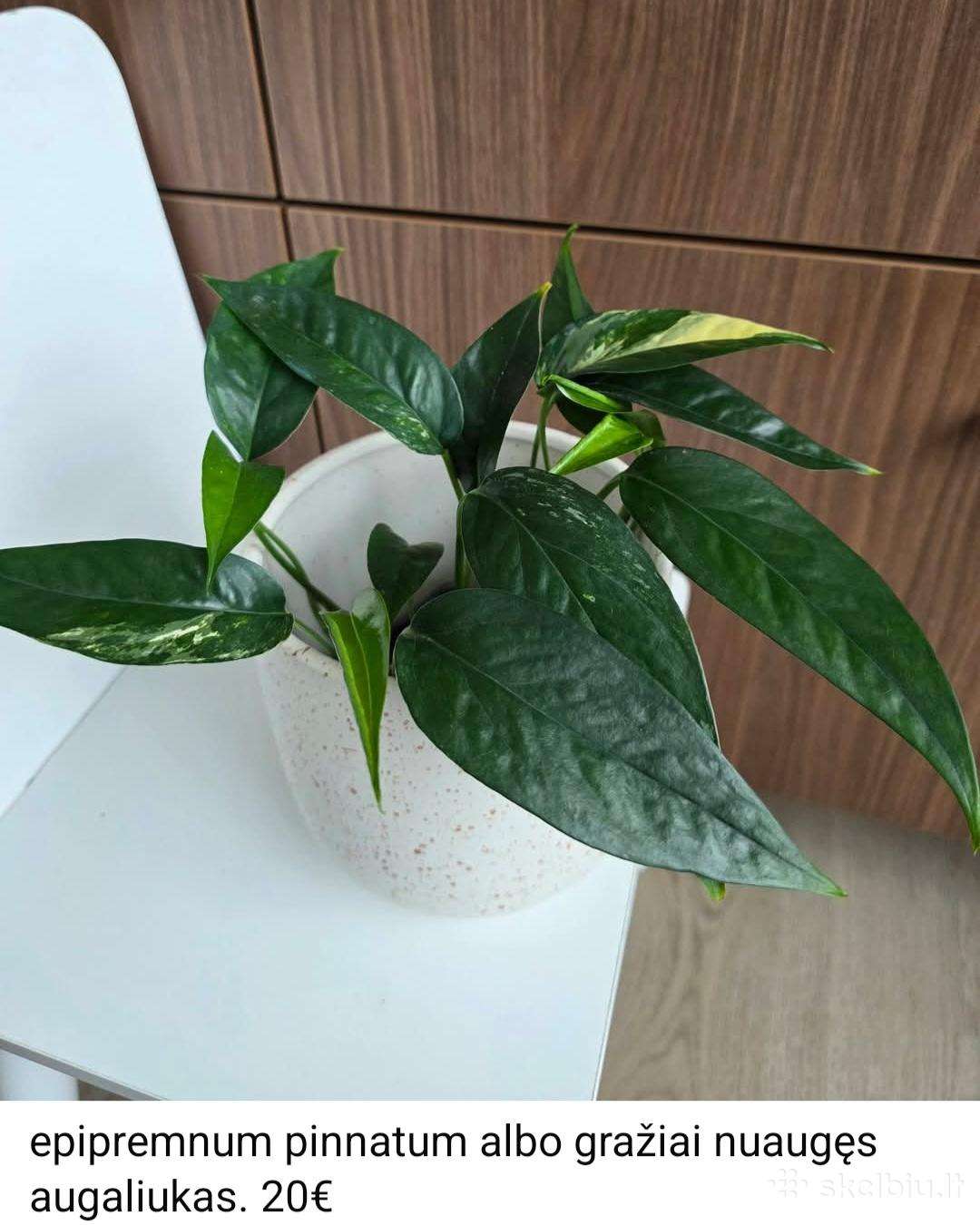 Epipremnum pinnatum albo variegata