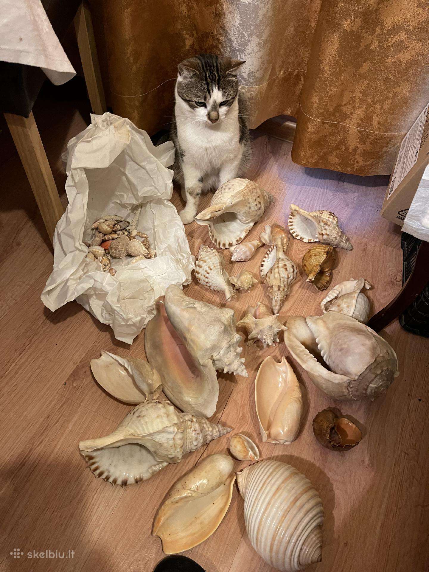 Kriauklių kolekcija