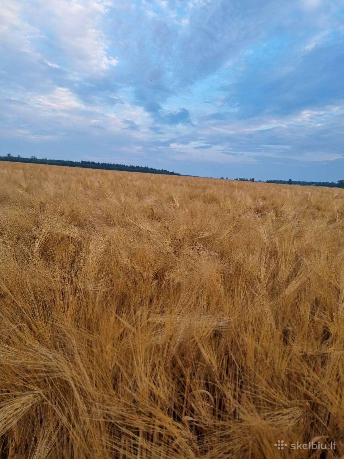 Išsinuomočiau/nupirkčiau žemės ūkio pask. žemę