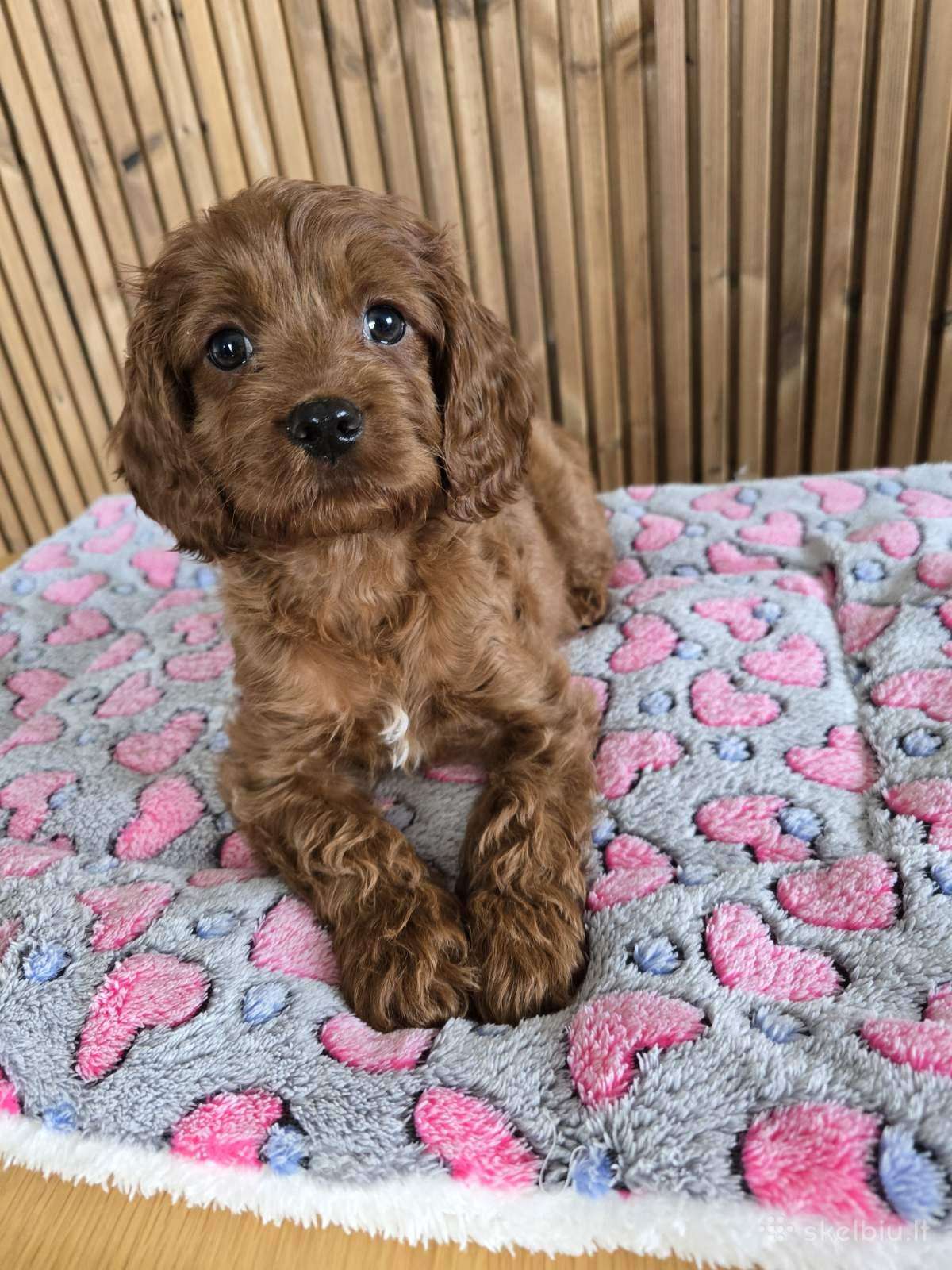 Cavapoo F1