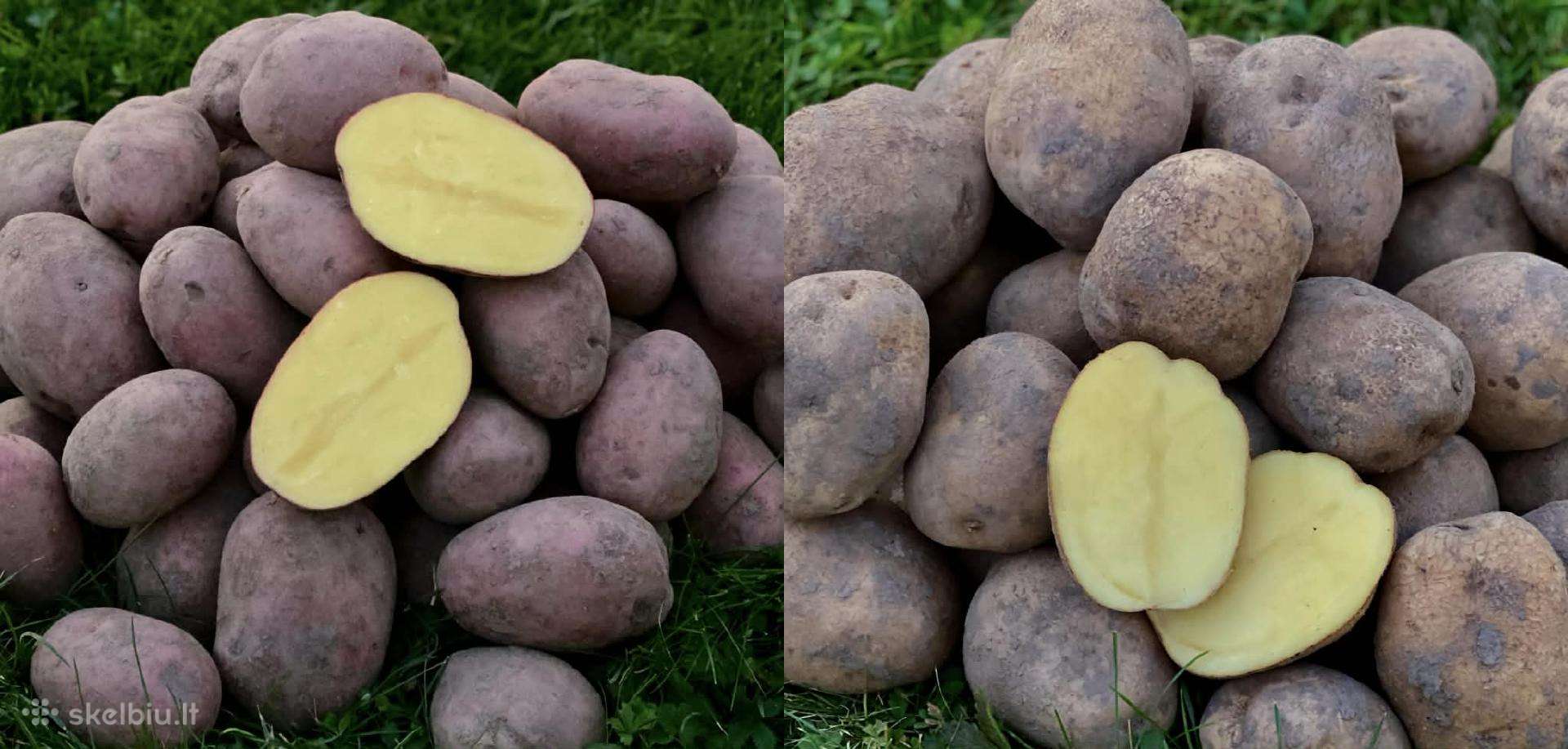 Bulvės