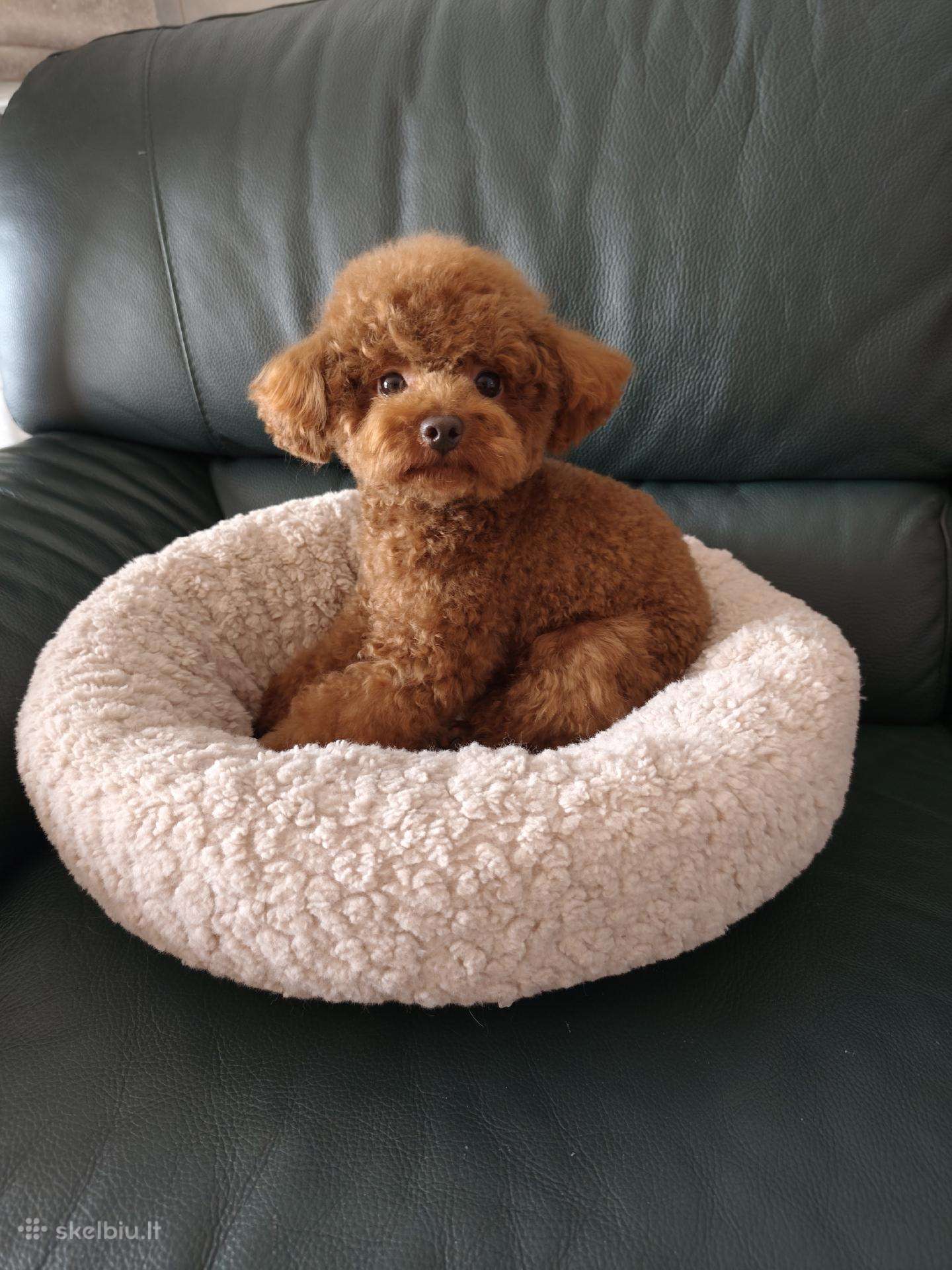Mini toy pudeliukas