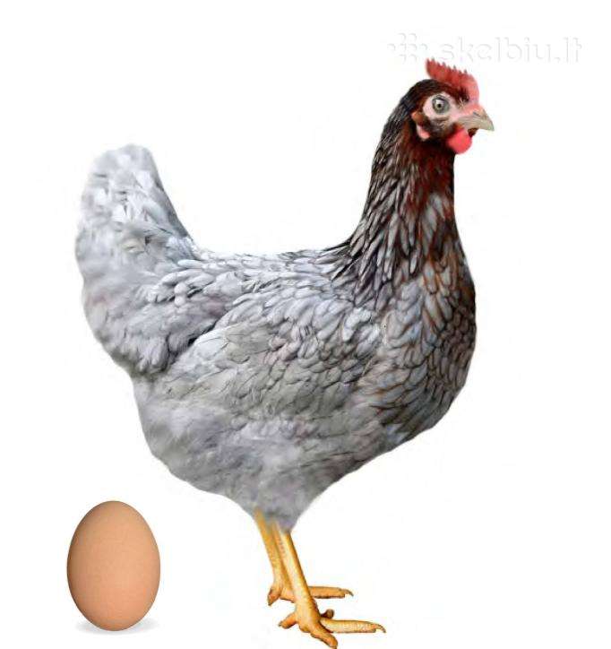 Vištos