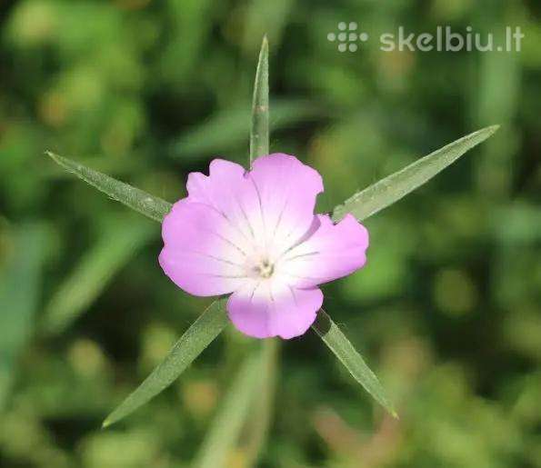 Dirvinė raugė (Agrostemma githago)