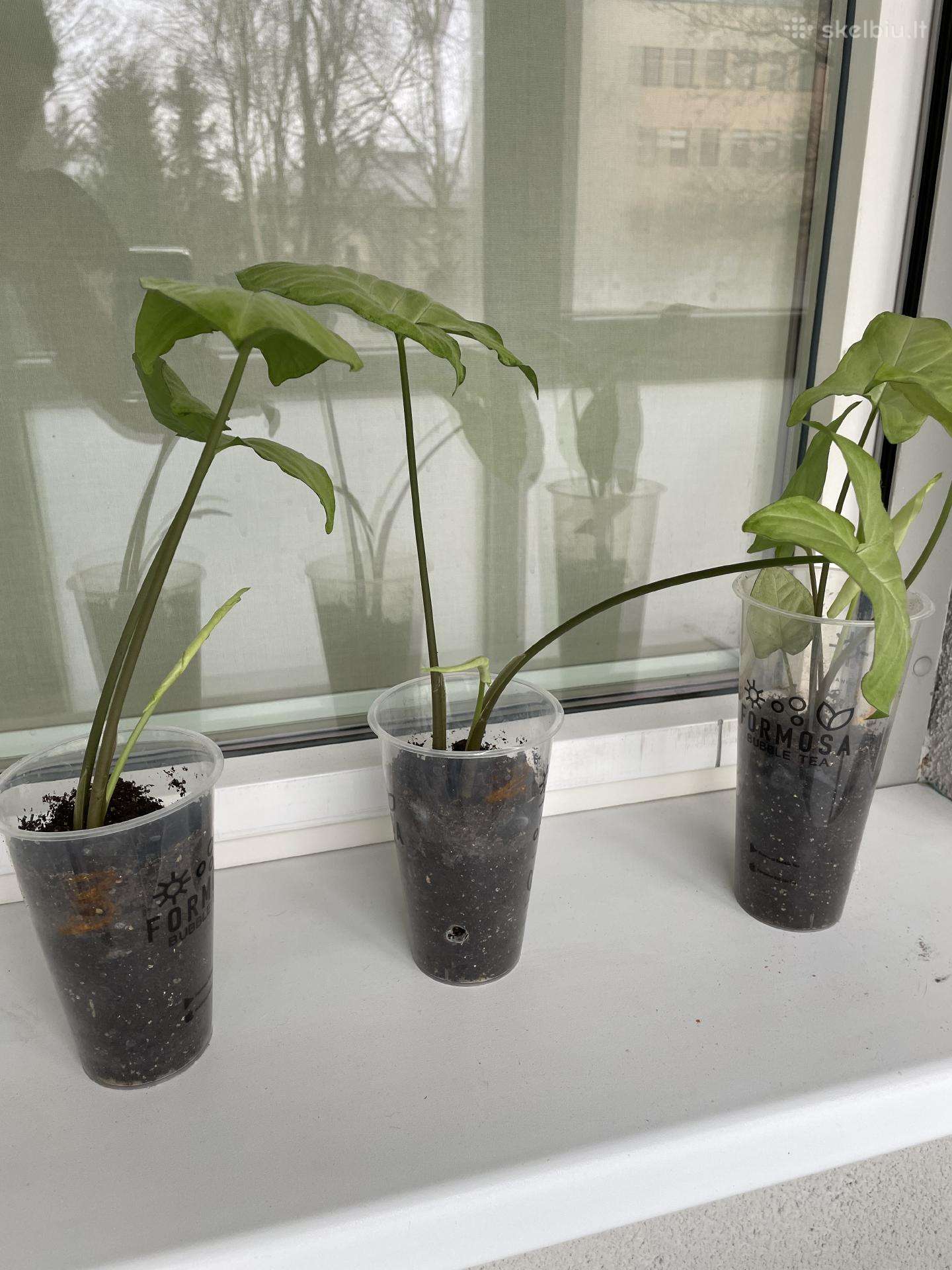 Parduodu Syngonium daigelius