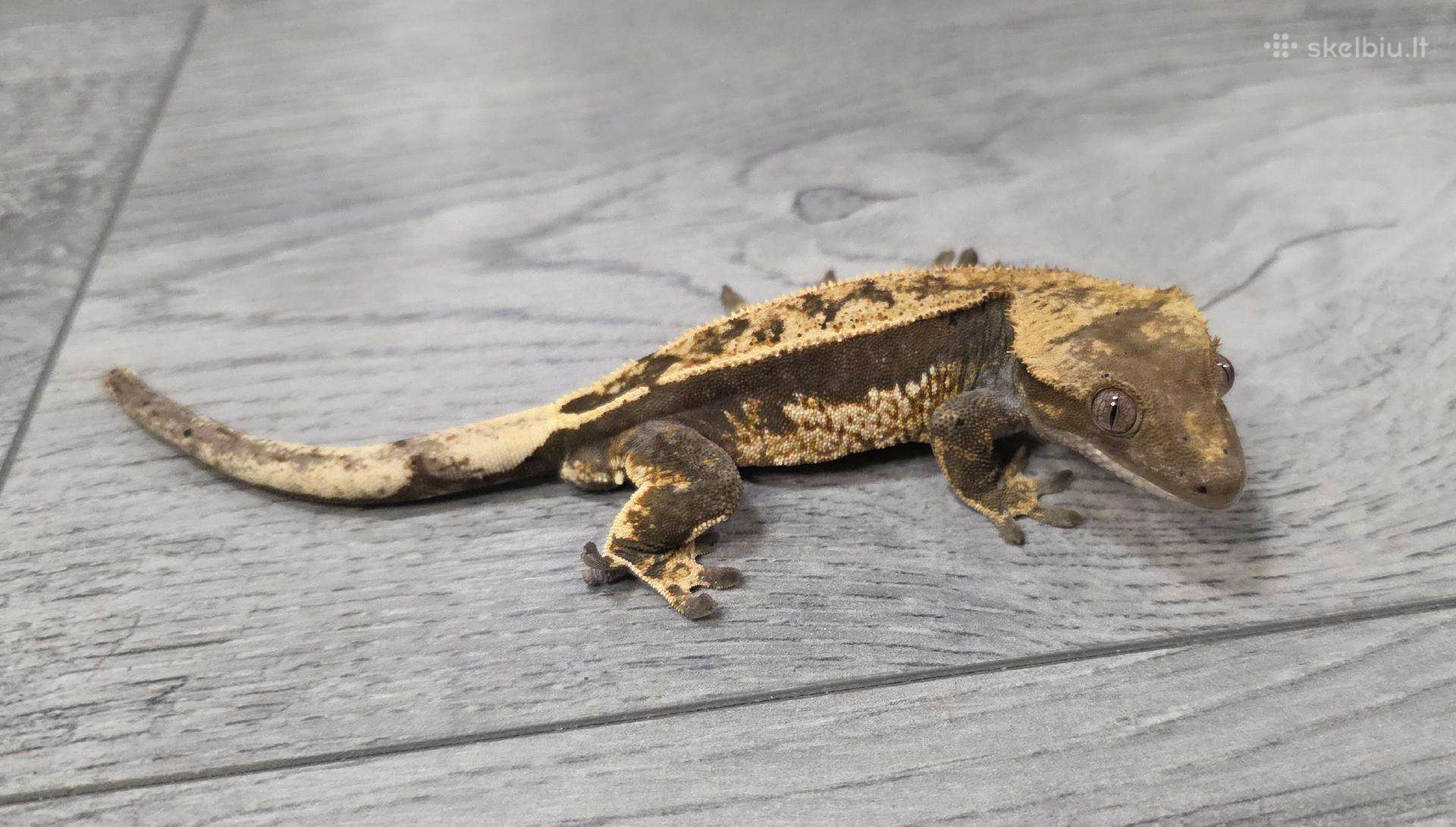 Crested gecko