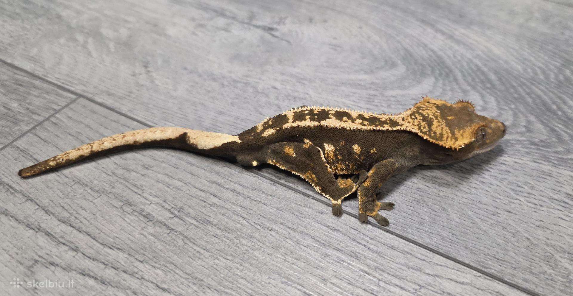 Crested gecko