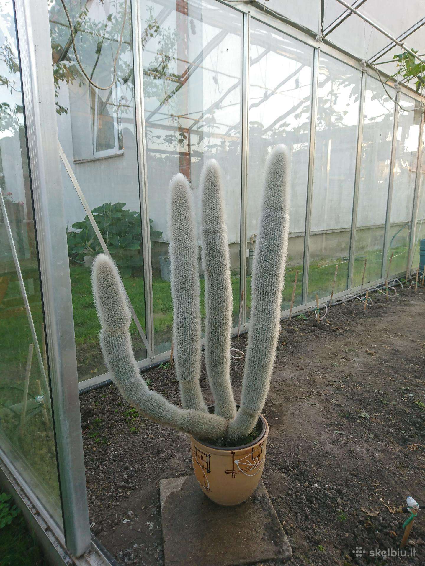 Parduodu kaktusa.