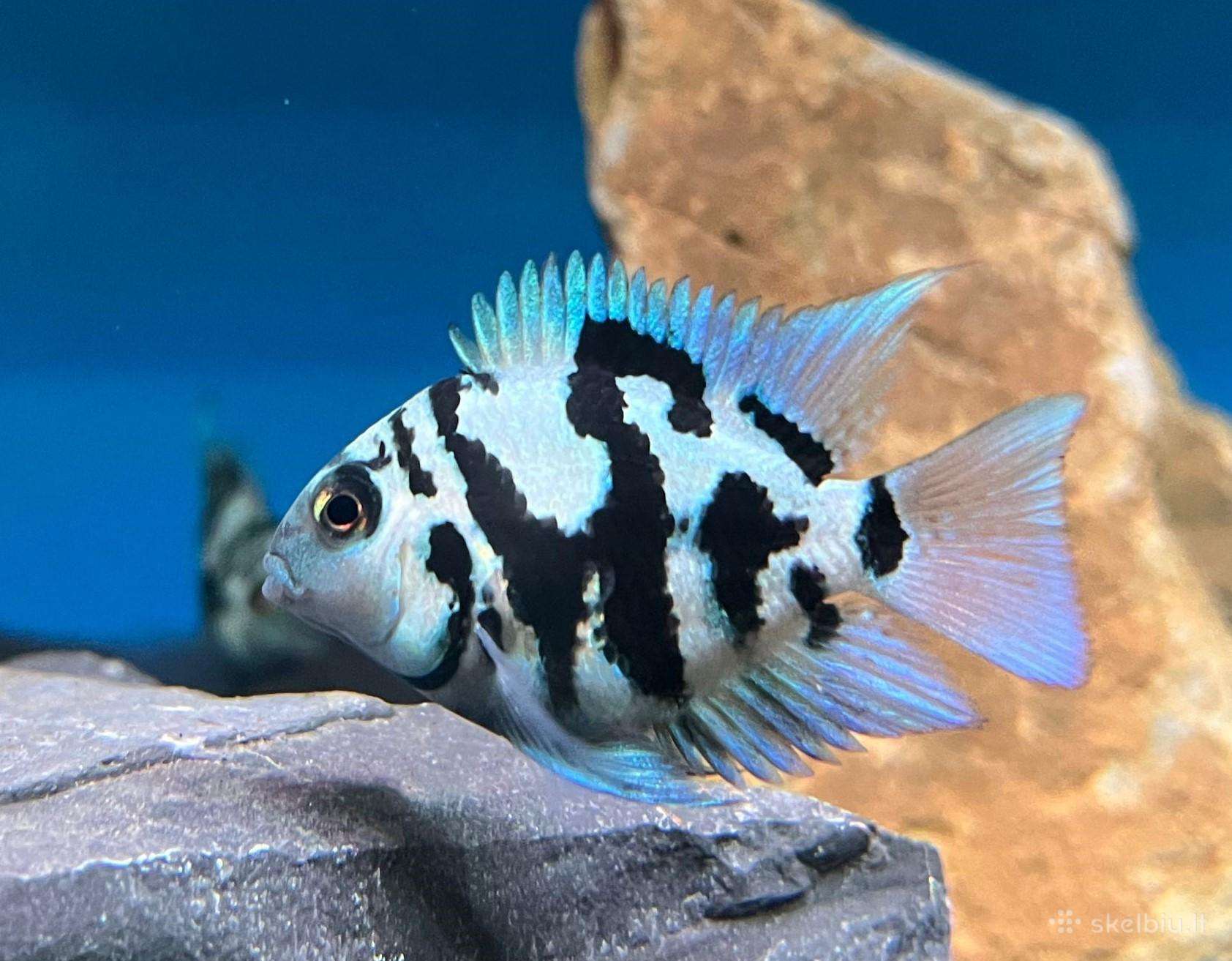 Safyrine papuga ( blue neon tiger )