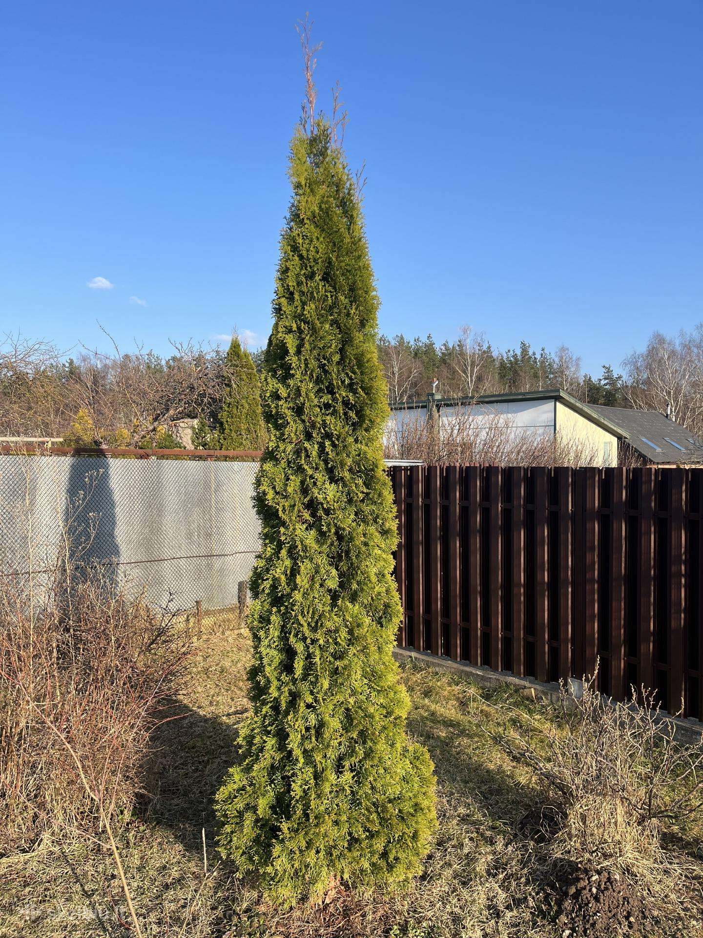 Tuja Dovanojama