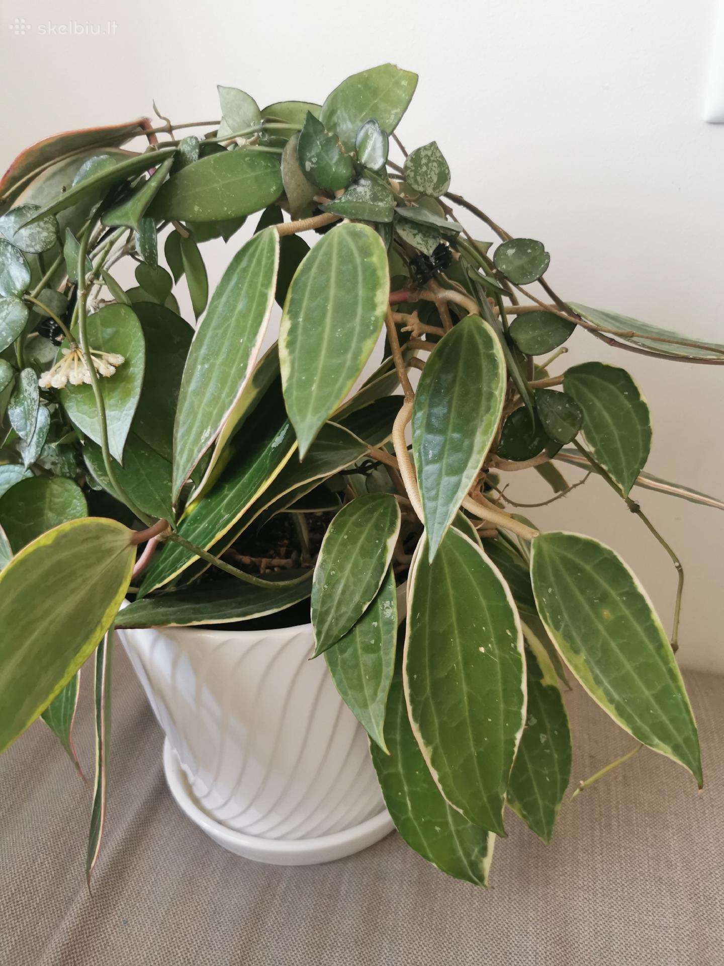 Hoya Macrophylla