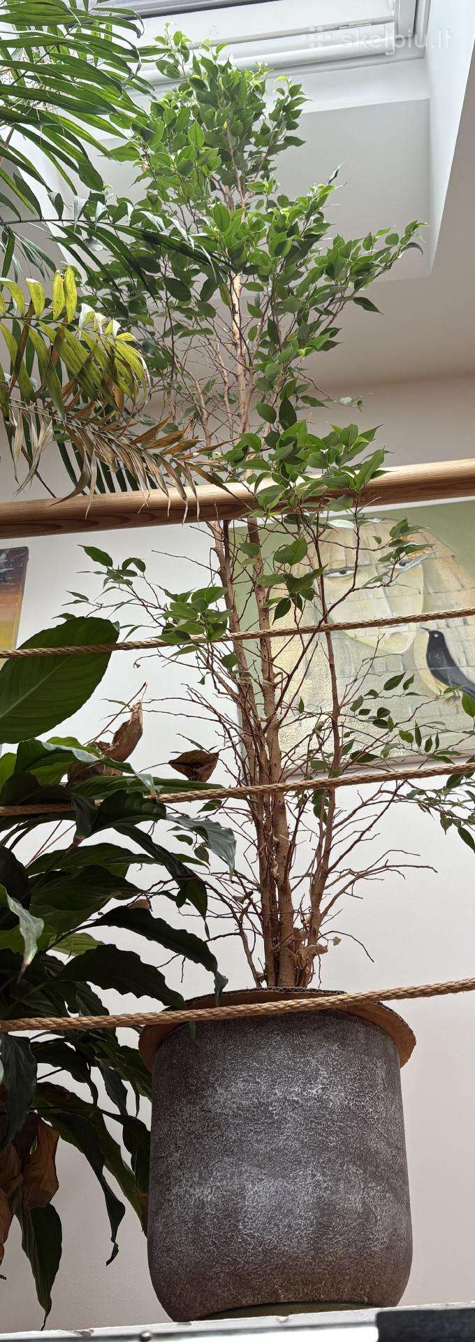 Ficus Benjamina