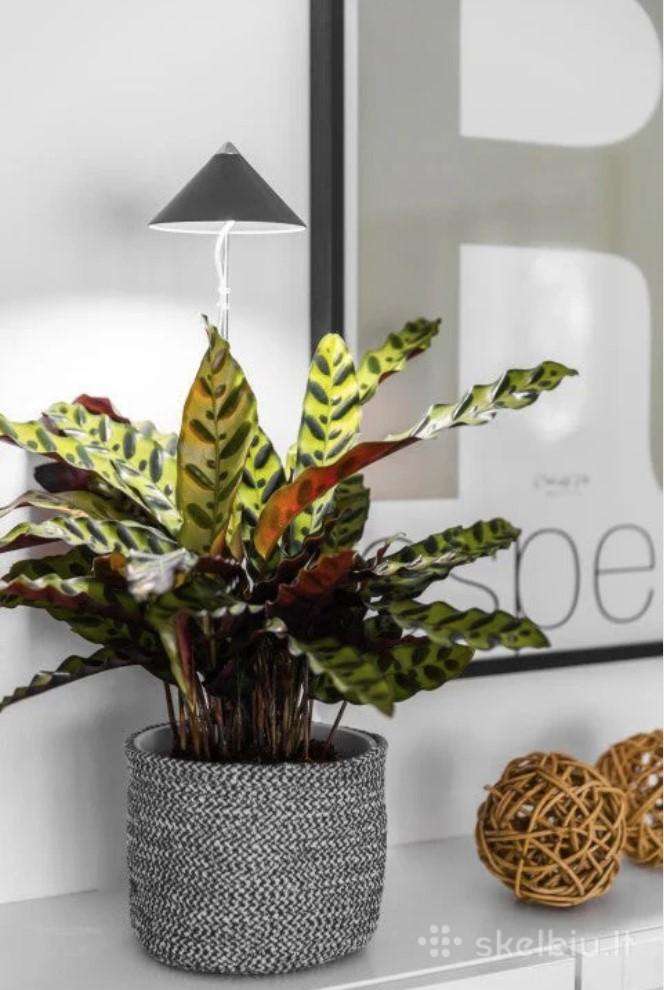 LED lempa augalams