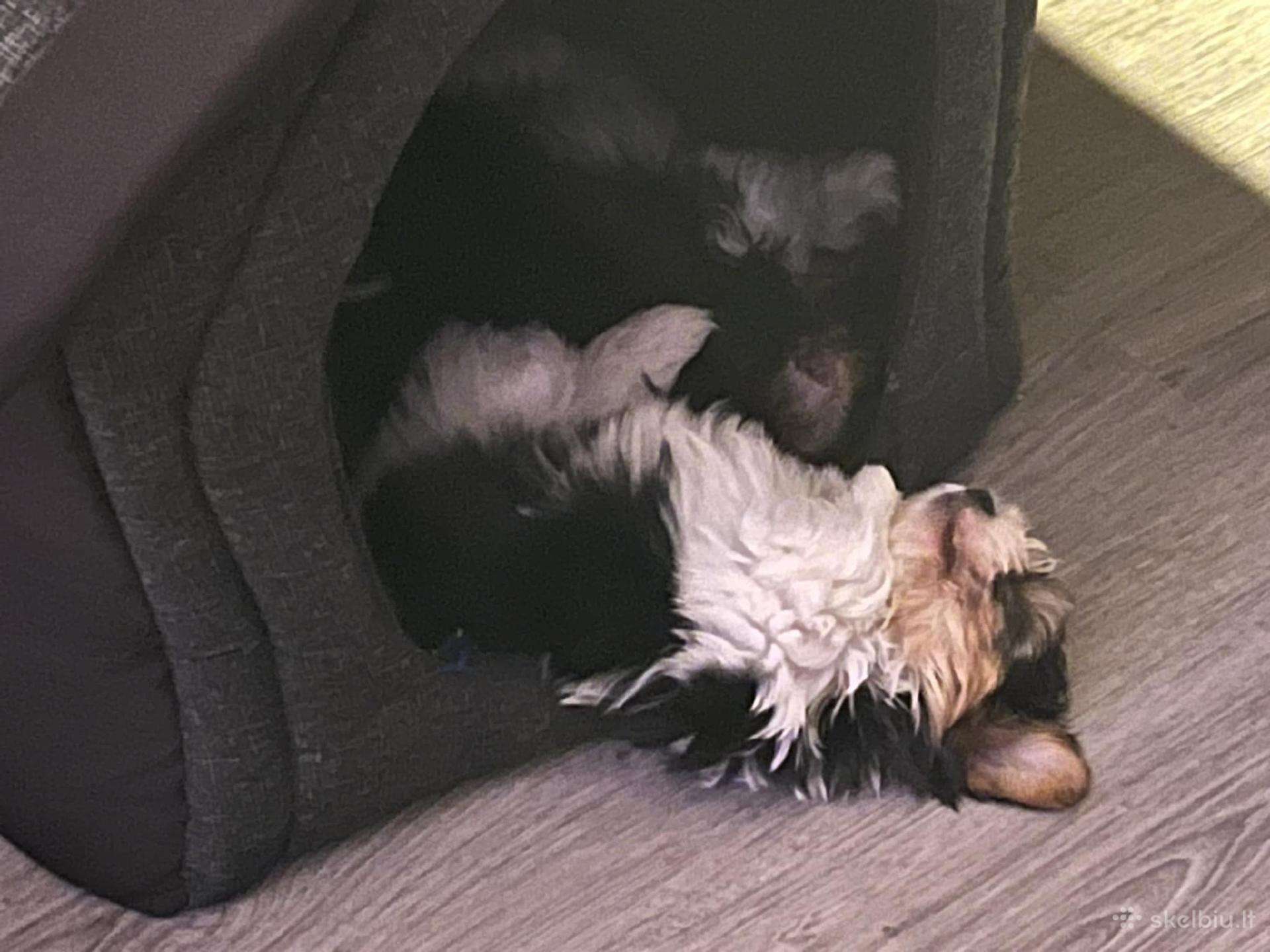 Byver (Bywer) Biever Terrier Berniukai