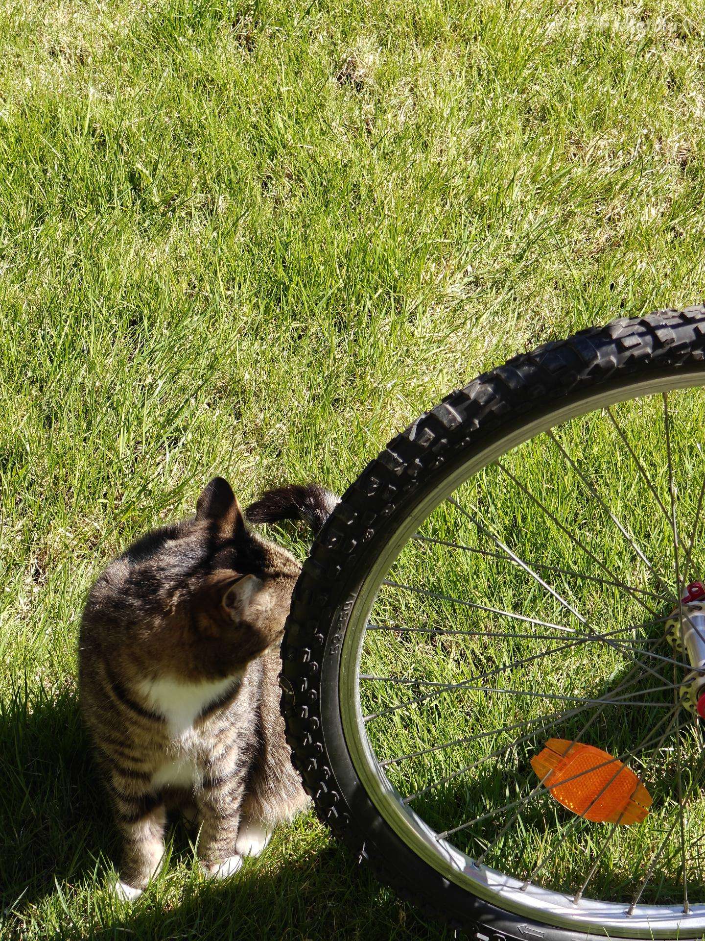 Kid bike -Kita-