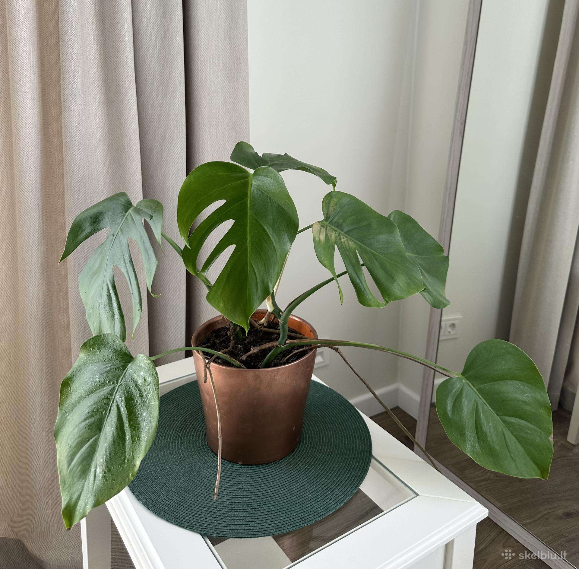 Kambarinės gėlės: monstera, skindapas, sansevjera