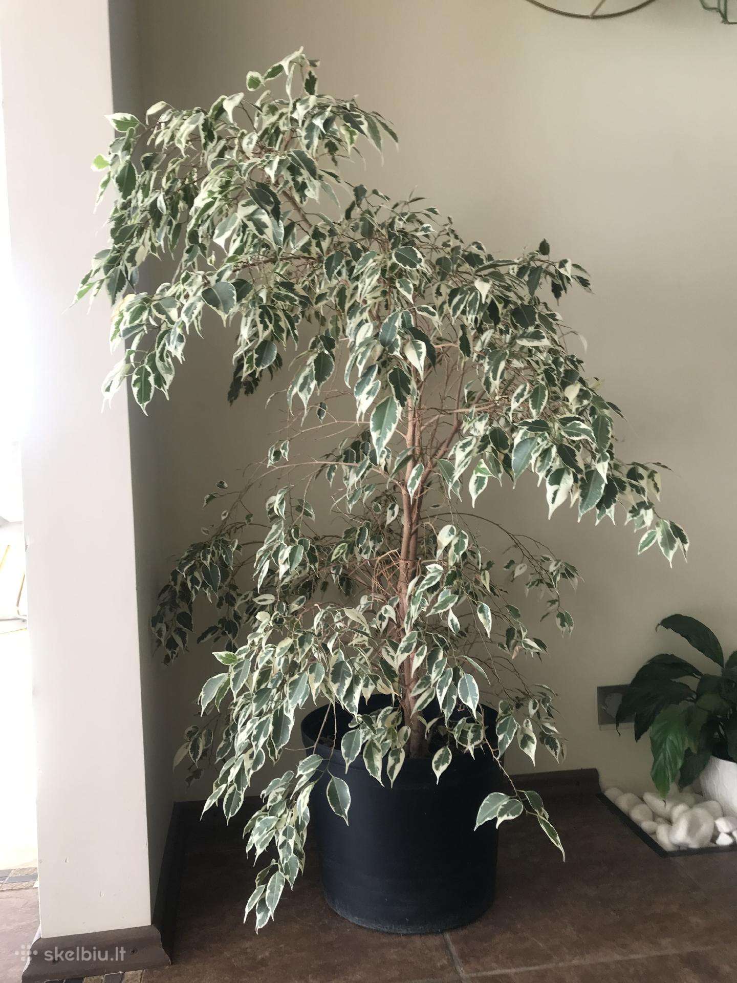 Kambarinis augalas fikusas aukstis 1,40 cm