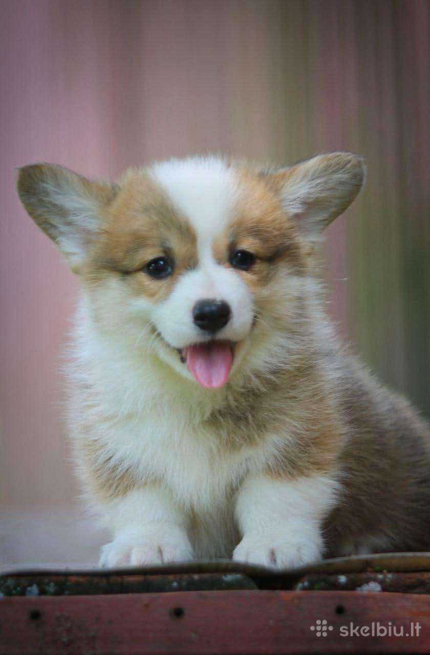 Top Welsh corgi pembroke fluffy & standard