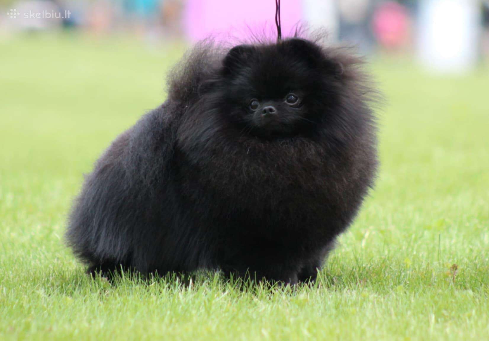 Lt Jch Pomeranian patinas kergimui