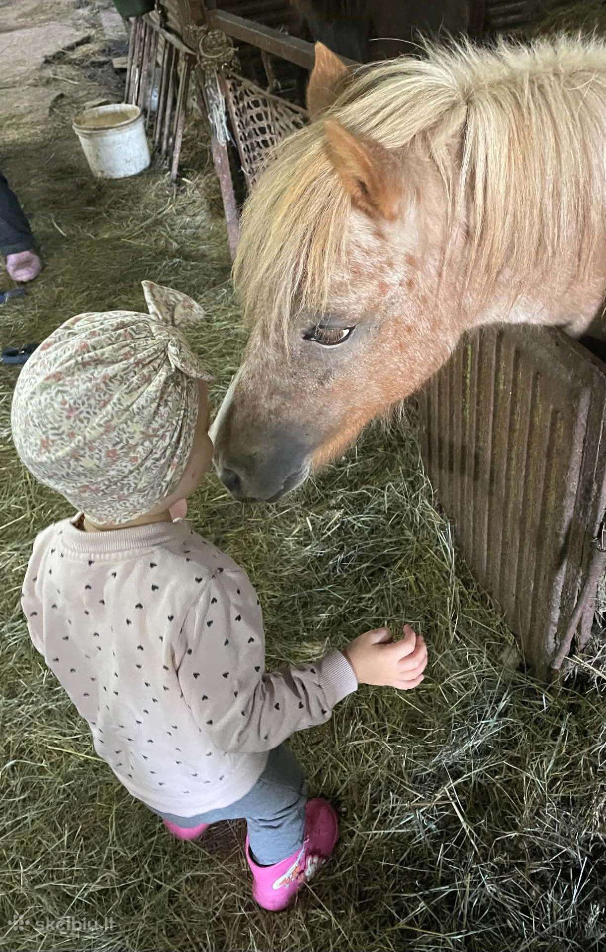 Poni kumelaitės