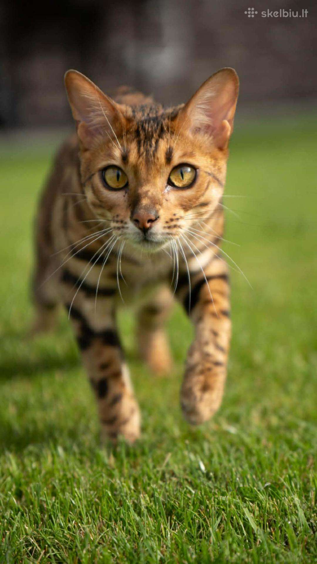 Bengalas su kilmės dokumentais