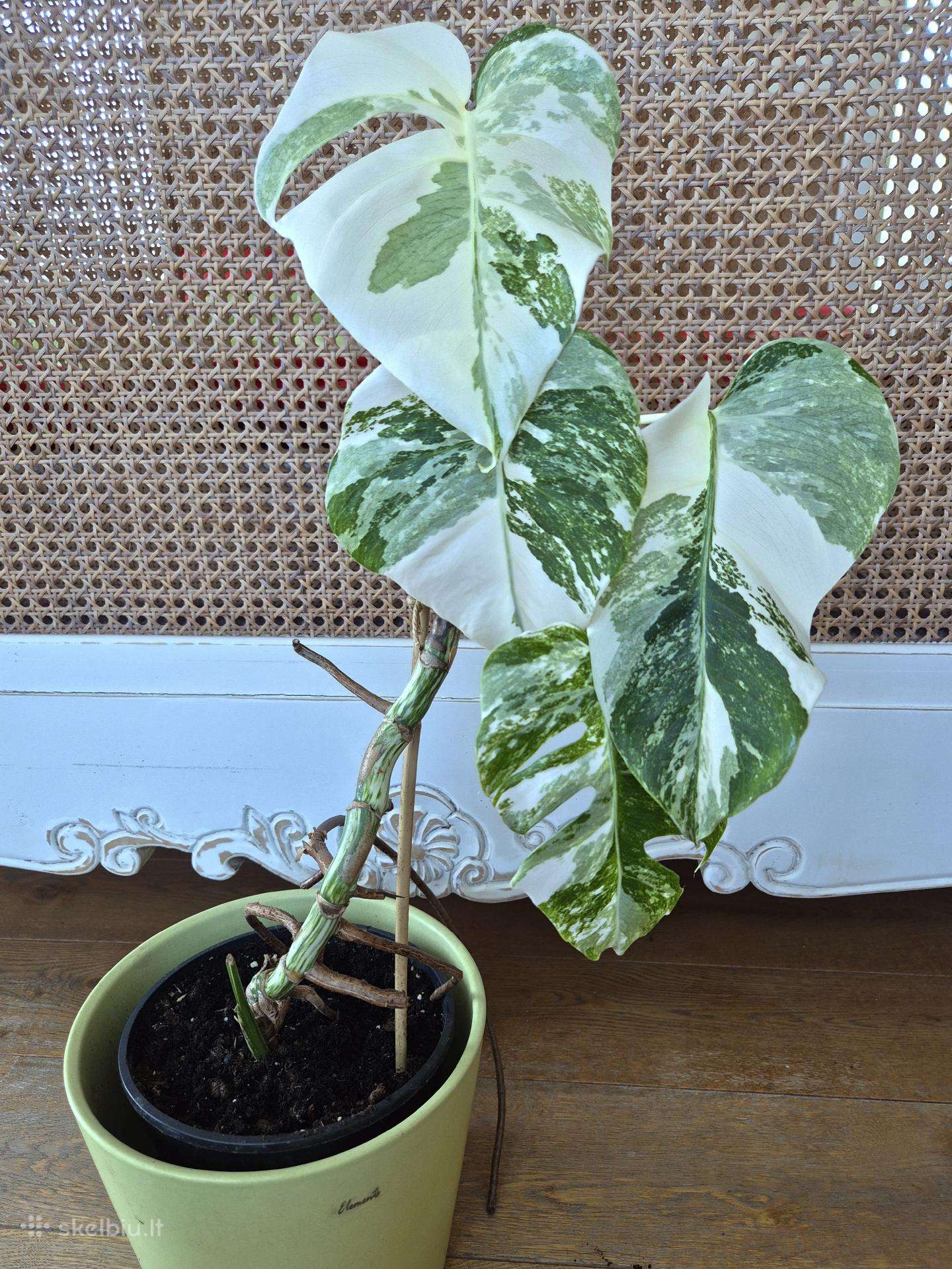 monstera albo halfmoon Monstera Albo (Small Size) – oramicin main image 0