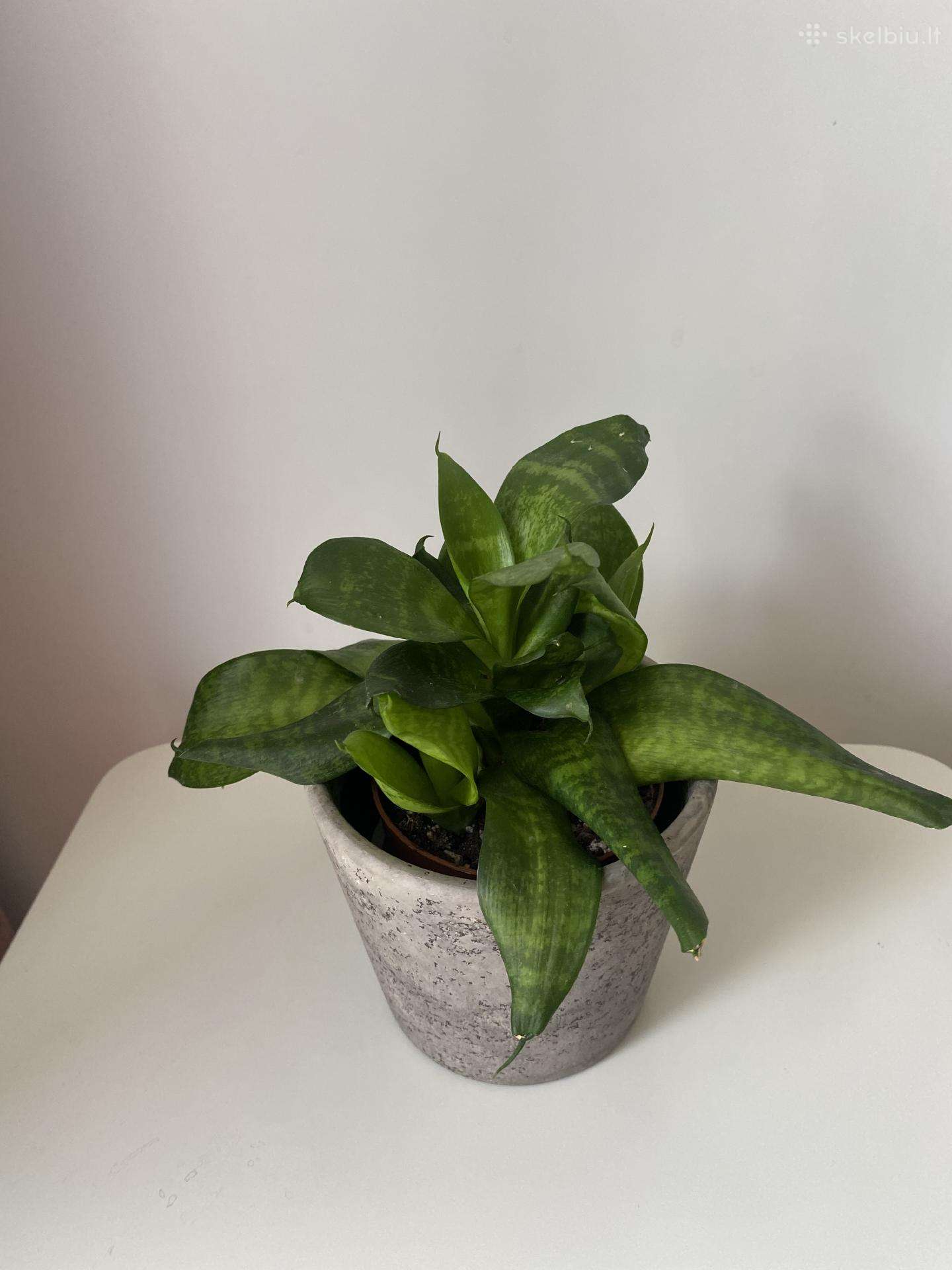 Sansevieria su keramikiniu vazoneliu