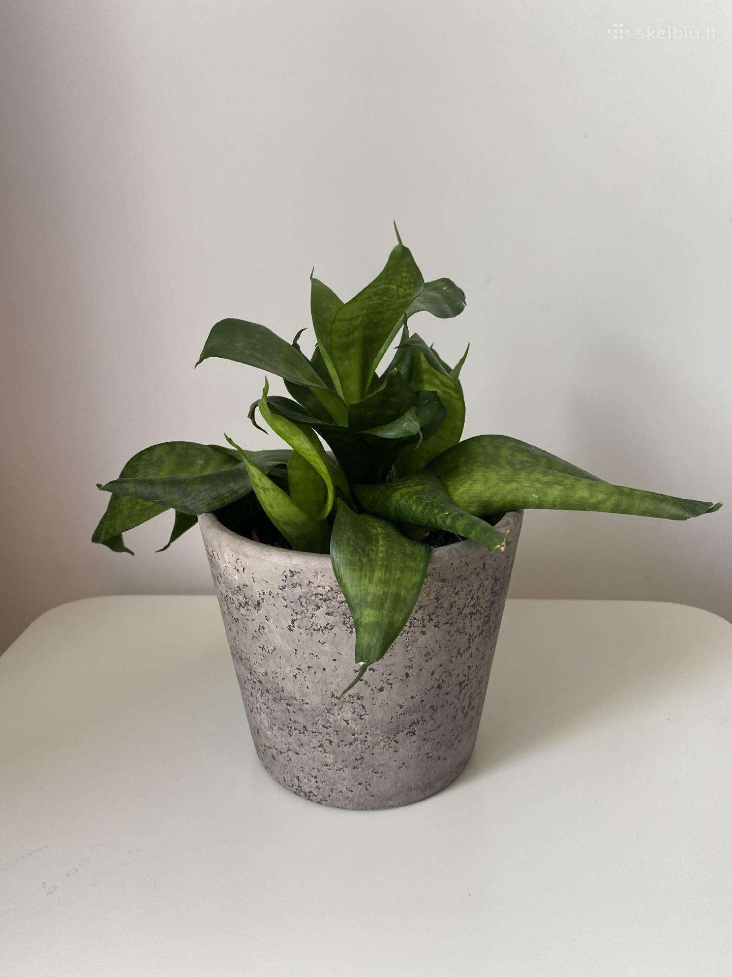 Sansevieria su keramikiniu vazoneliu
