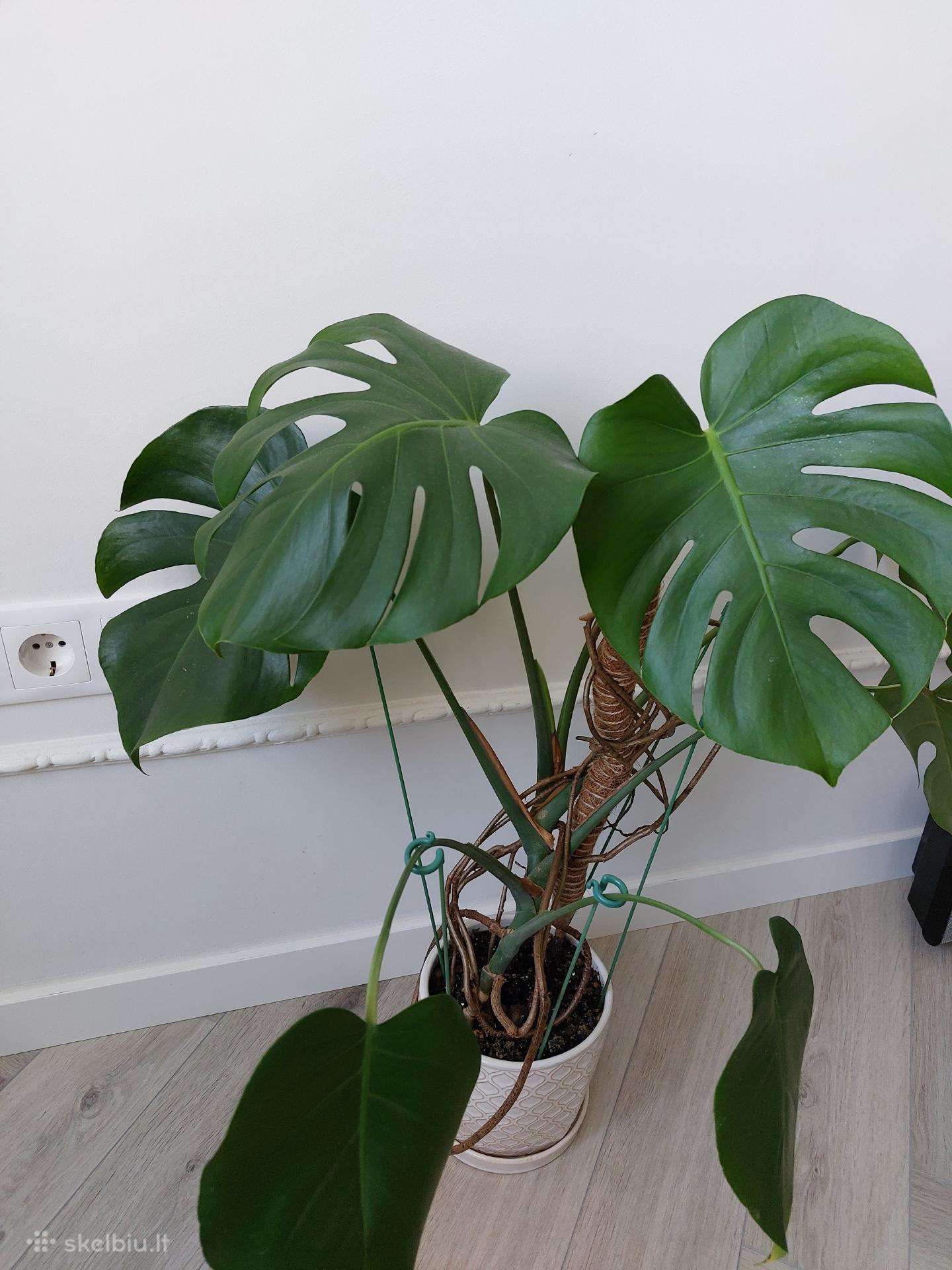 Kambarinė gėlė Monstera