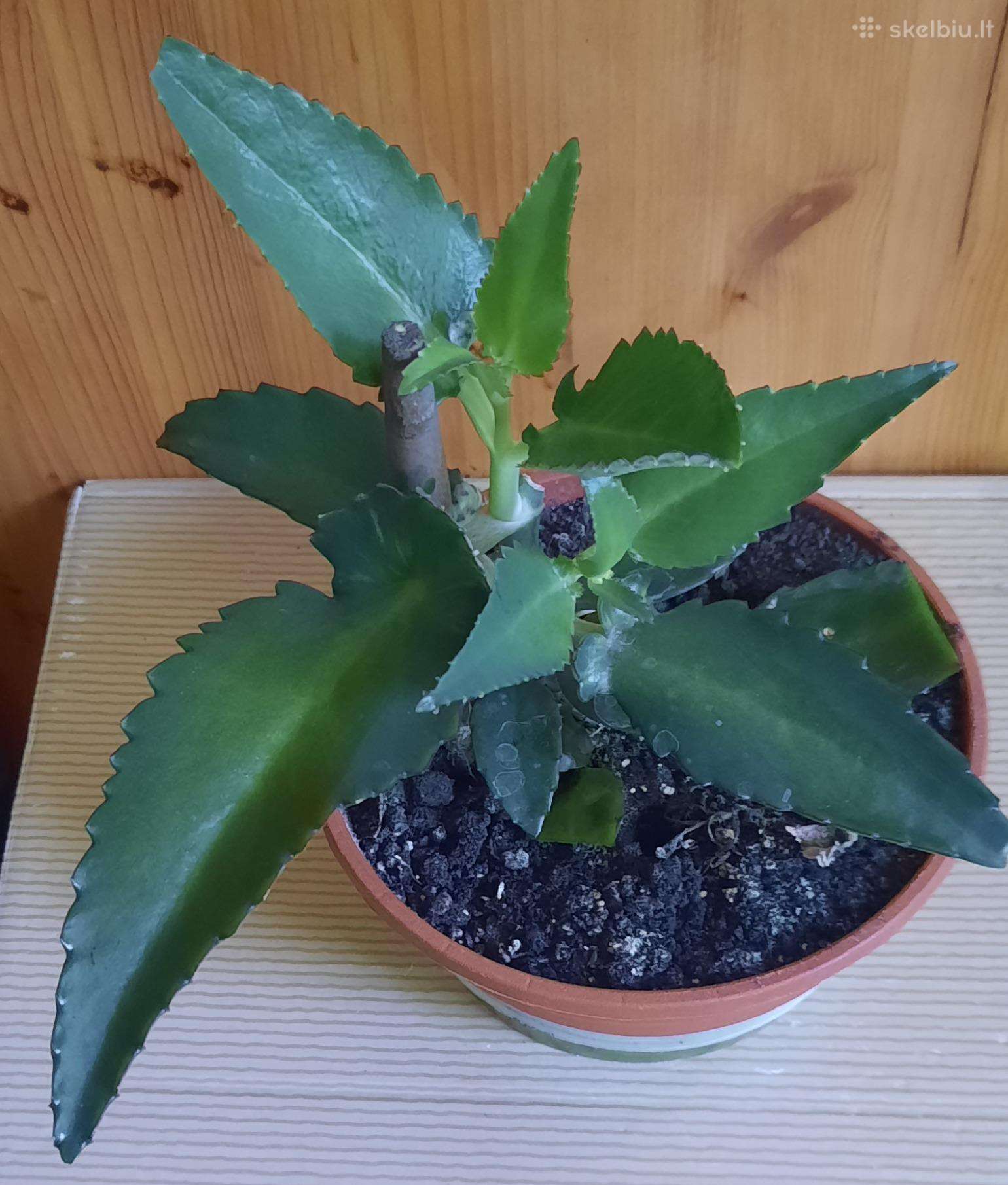 Paleistuvė _Vaistinis augalas