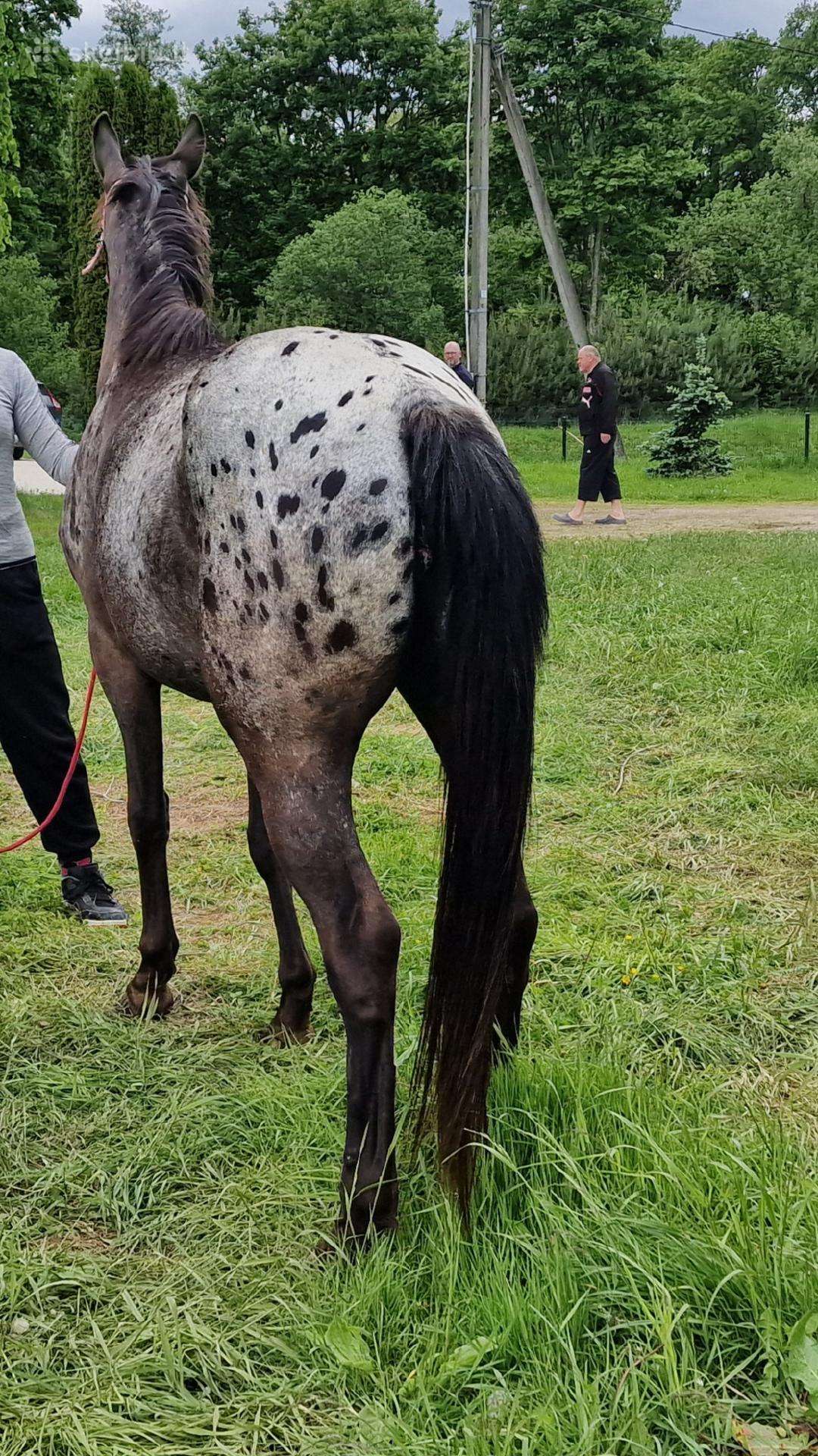 Apaloosa kumelė 3 m.